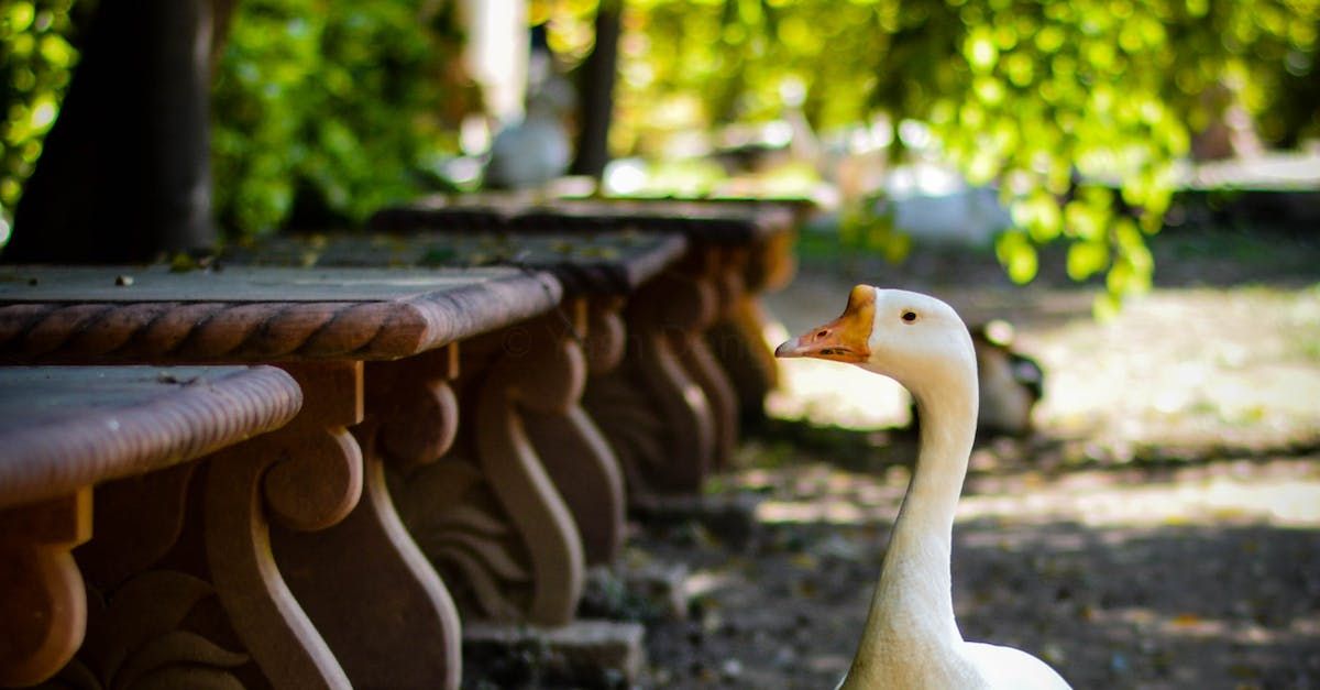 goose