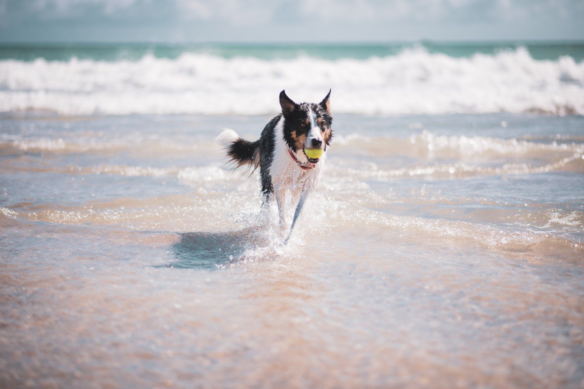 canine hydrotherapy, dog hydrotherapy, canine bodywork, dog massage, canine massage