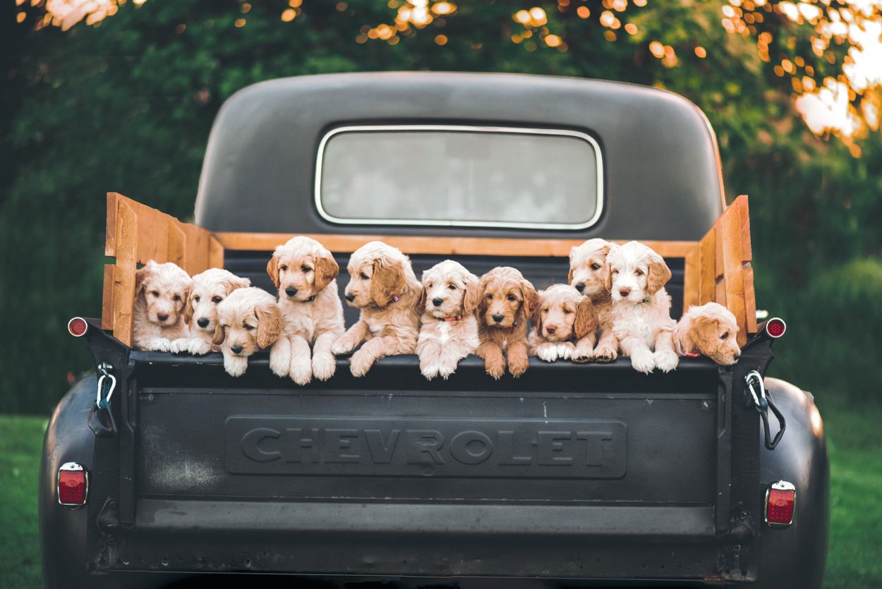A group of puppies are sitting in the back of a chevrolet truck.