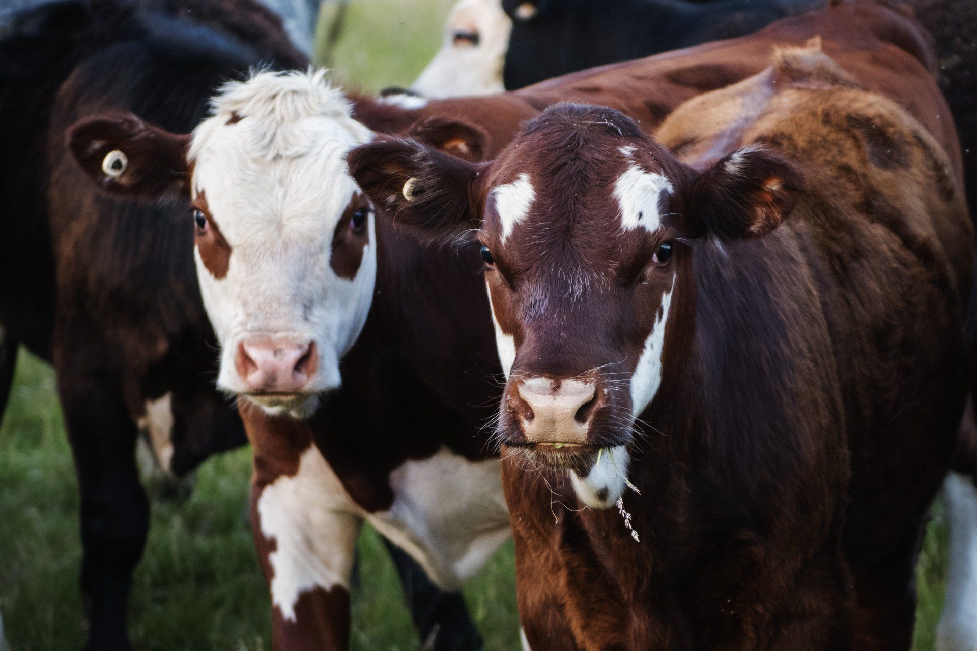 Beef Cattle in a Set of Wooden Yards — Cattle Veterinary Services Kempsey, NSW
