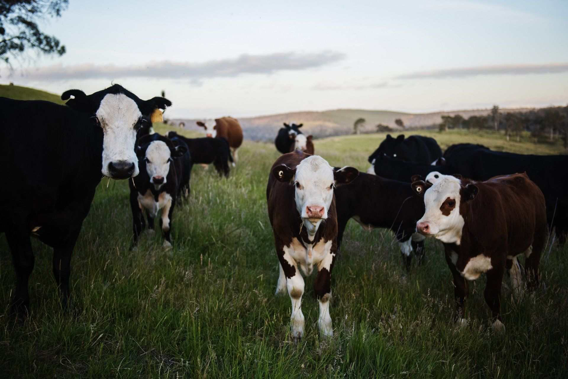 A herd of cows are standing in a grassy field.