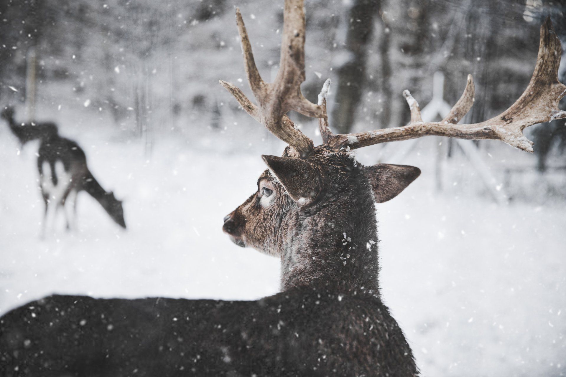 A deer with antlers is standing in the snow.