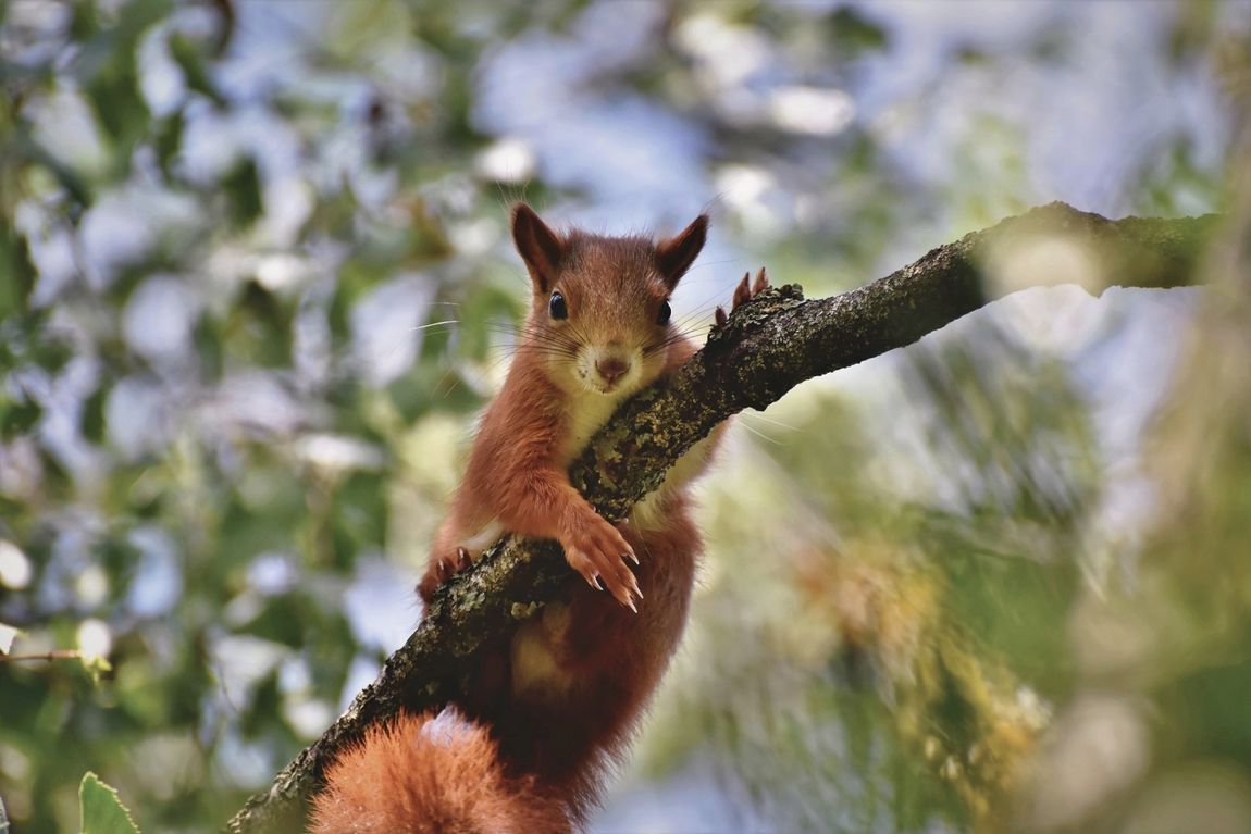 Natuur