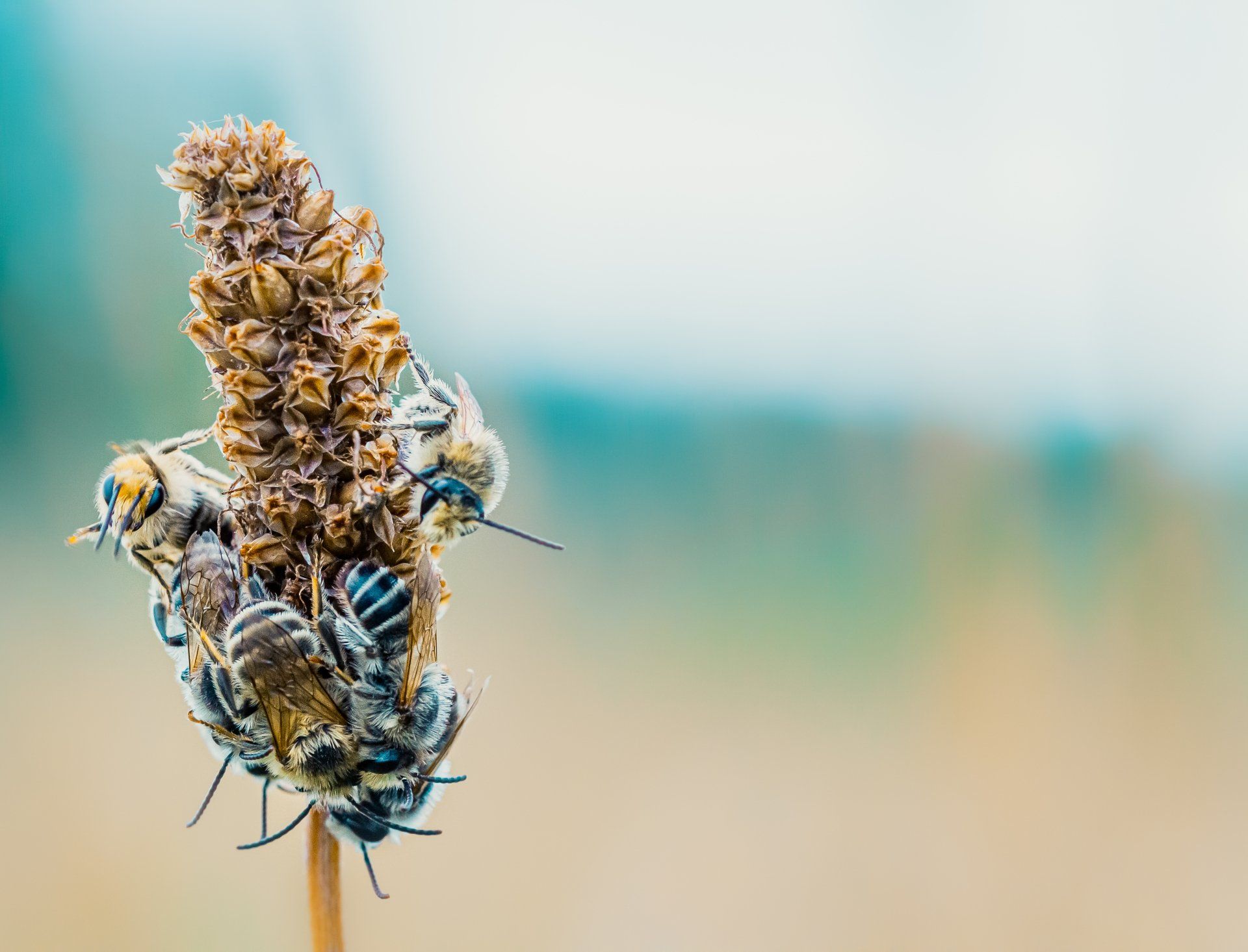Propolis balm