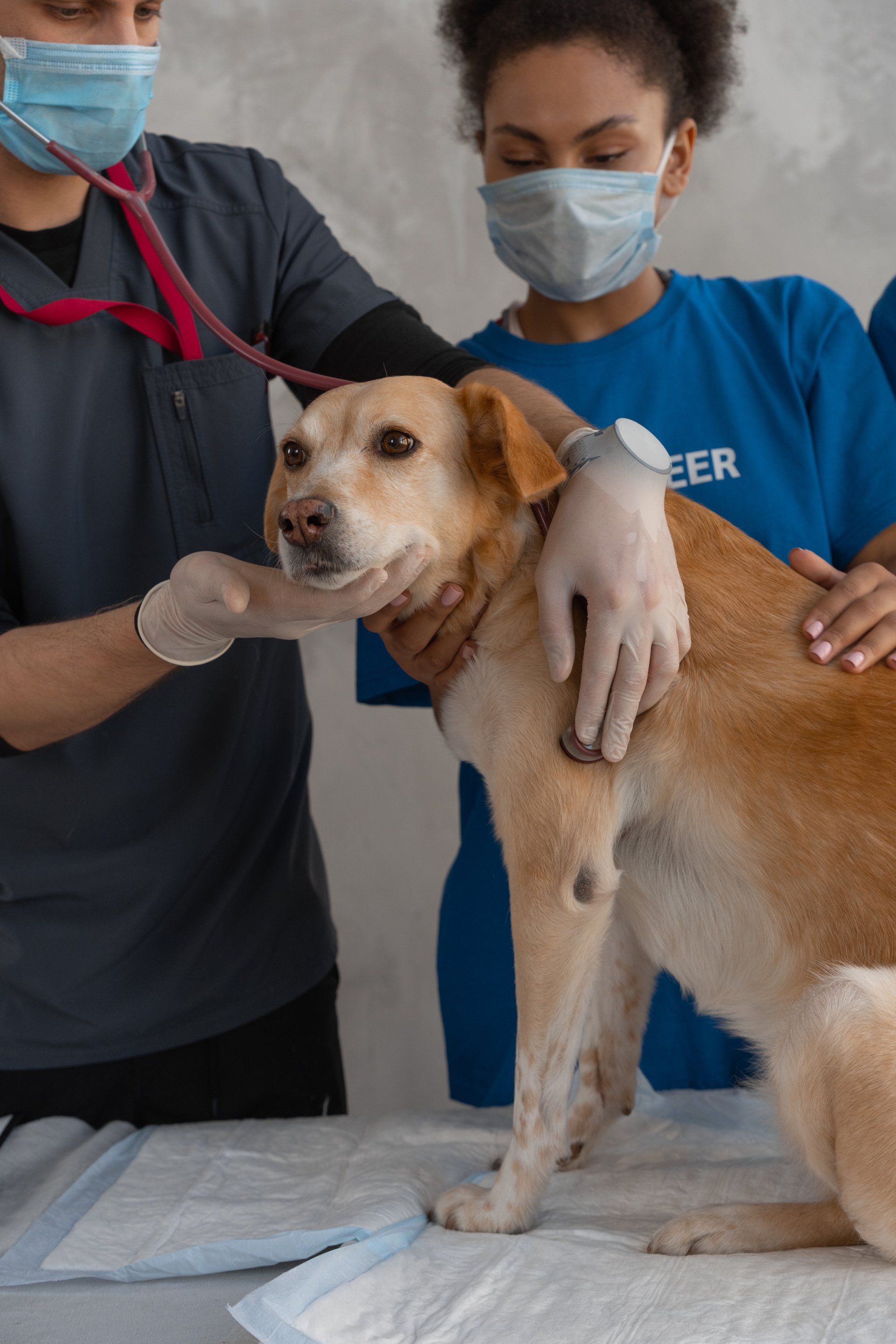 a woman in a blue shirt that says volunteer examines a dog