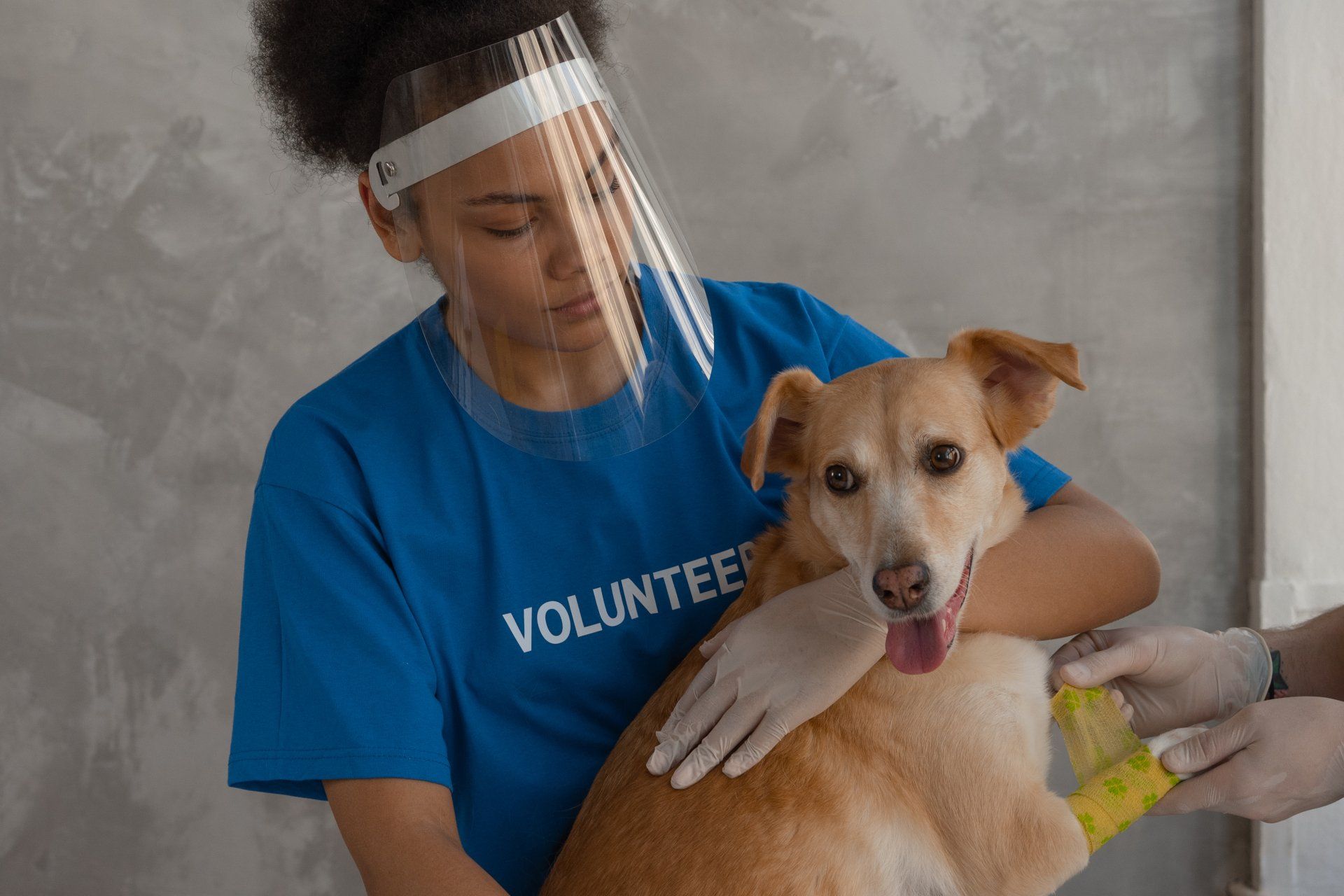 Person in blue volunteer shirt and face shield pets a dog at a shelter.