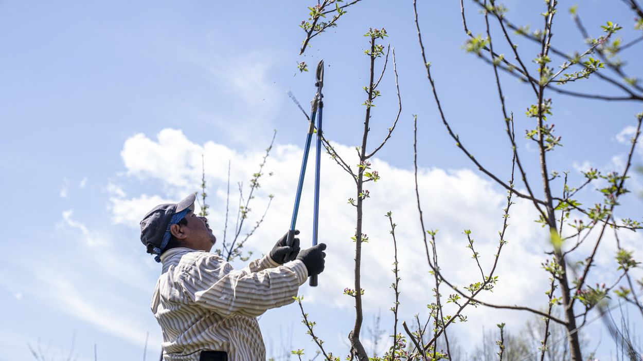 Un homme coupe une branche d’arbre avec une paire de ciseaux.