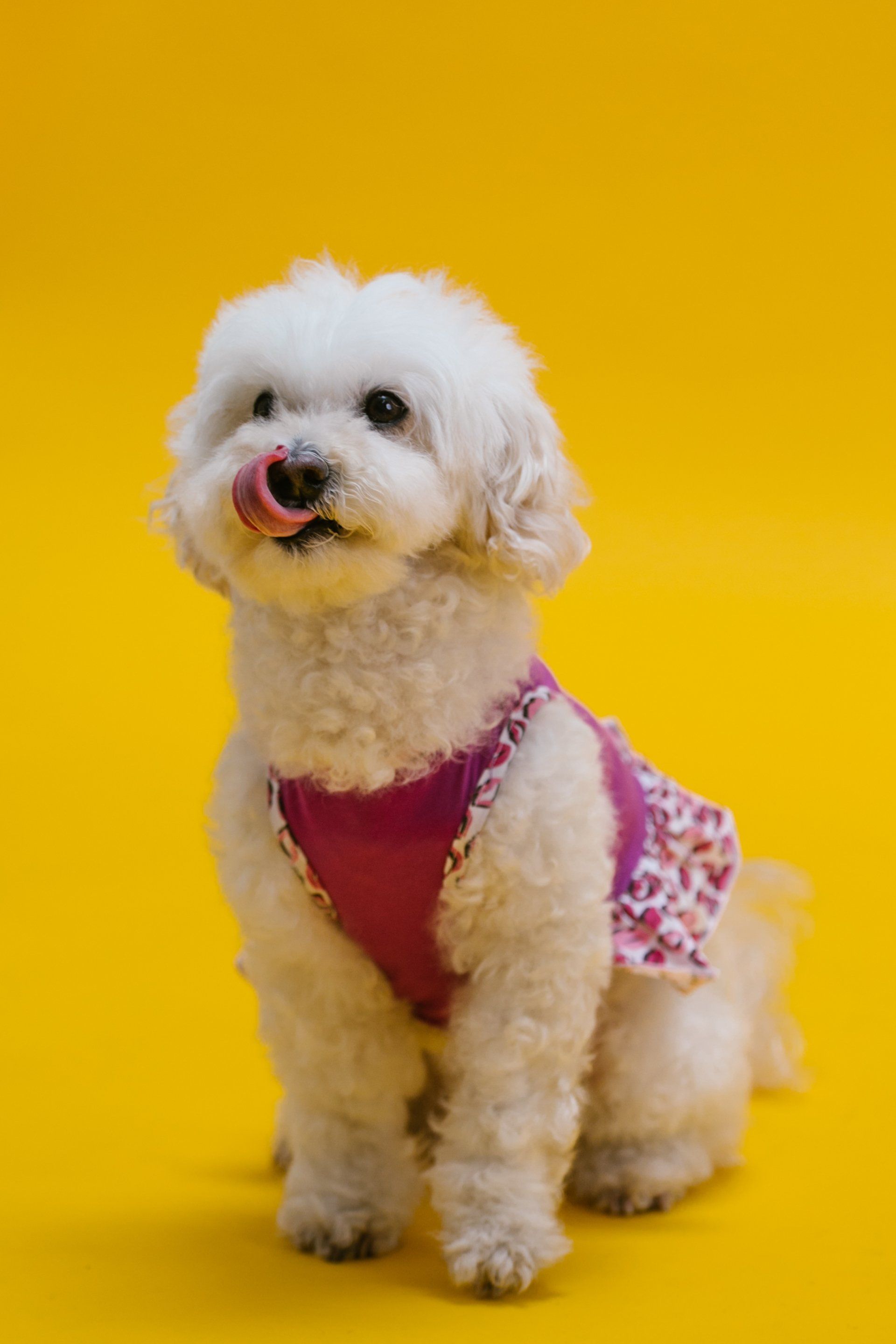 Bichon Frisse