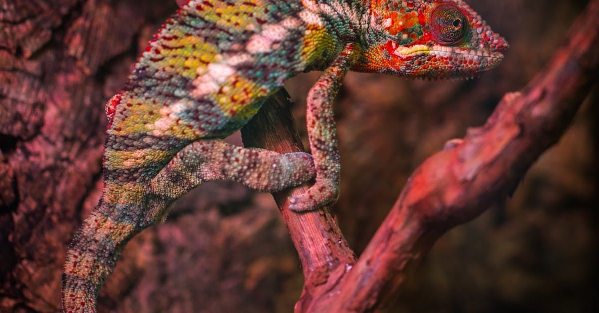 Reptilienzoo Scheidegg