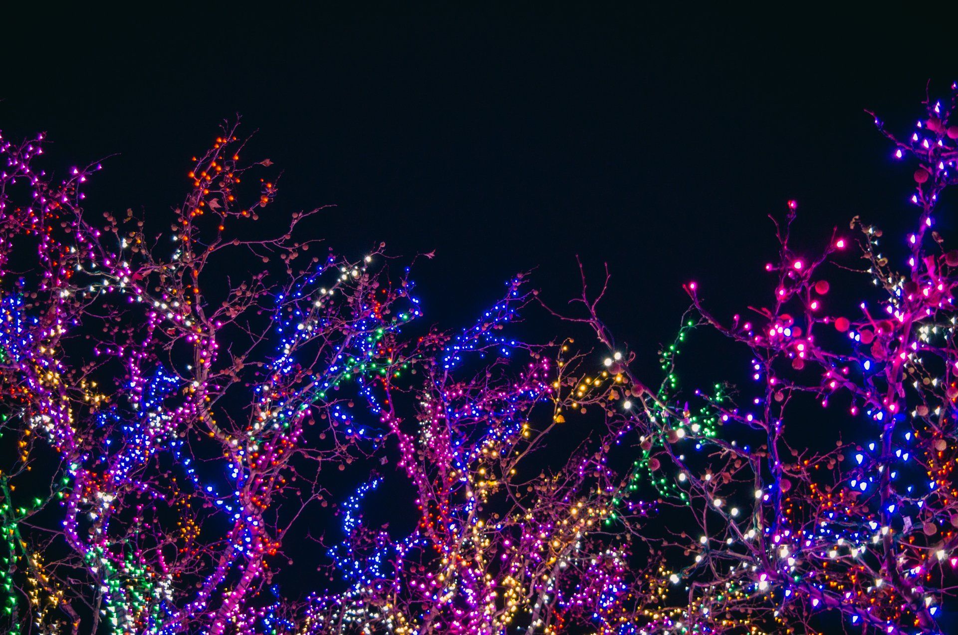 Give Your Trees Colorful Decoration This Christmas With Atkins’ Holiday Light Services in Mid-MO.