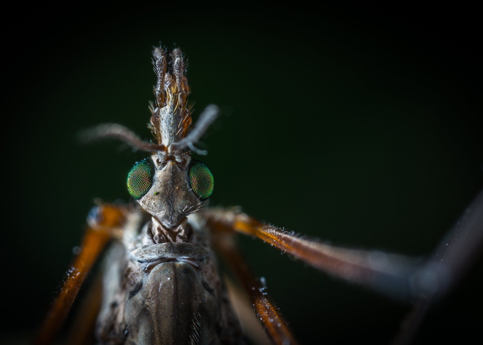 pest control Jonesville SC