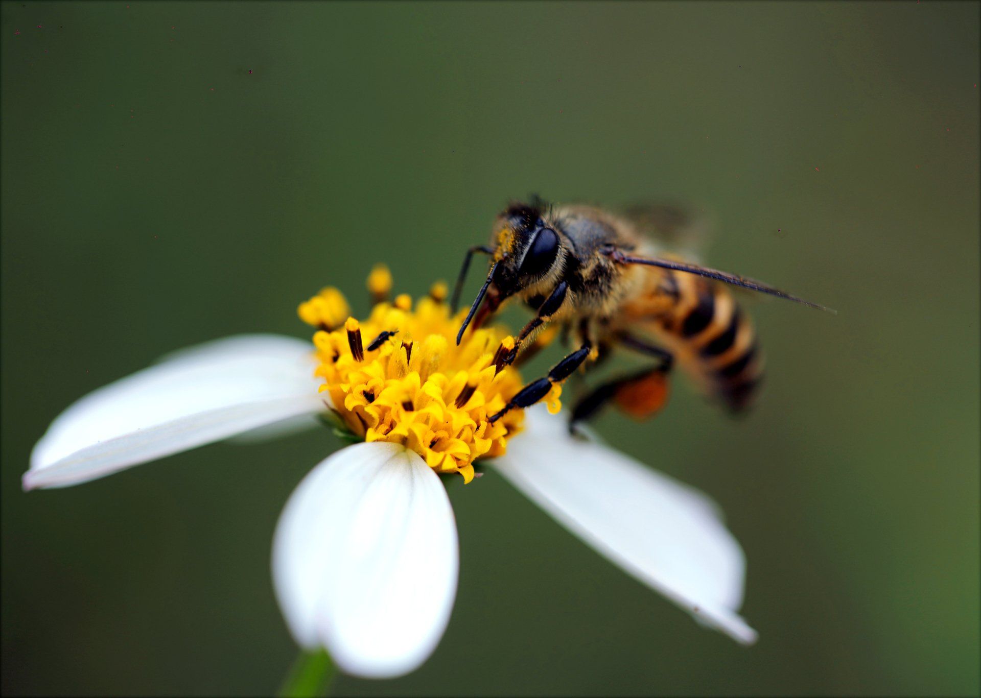 bee on a flower