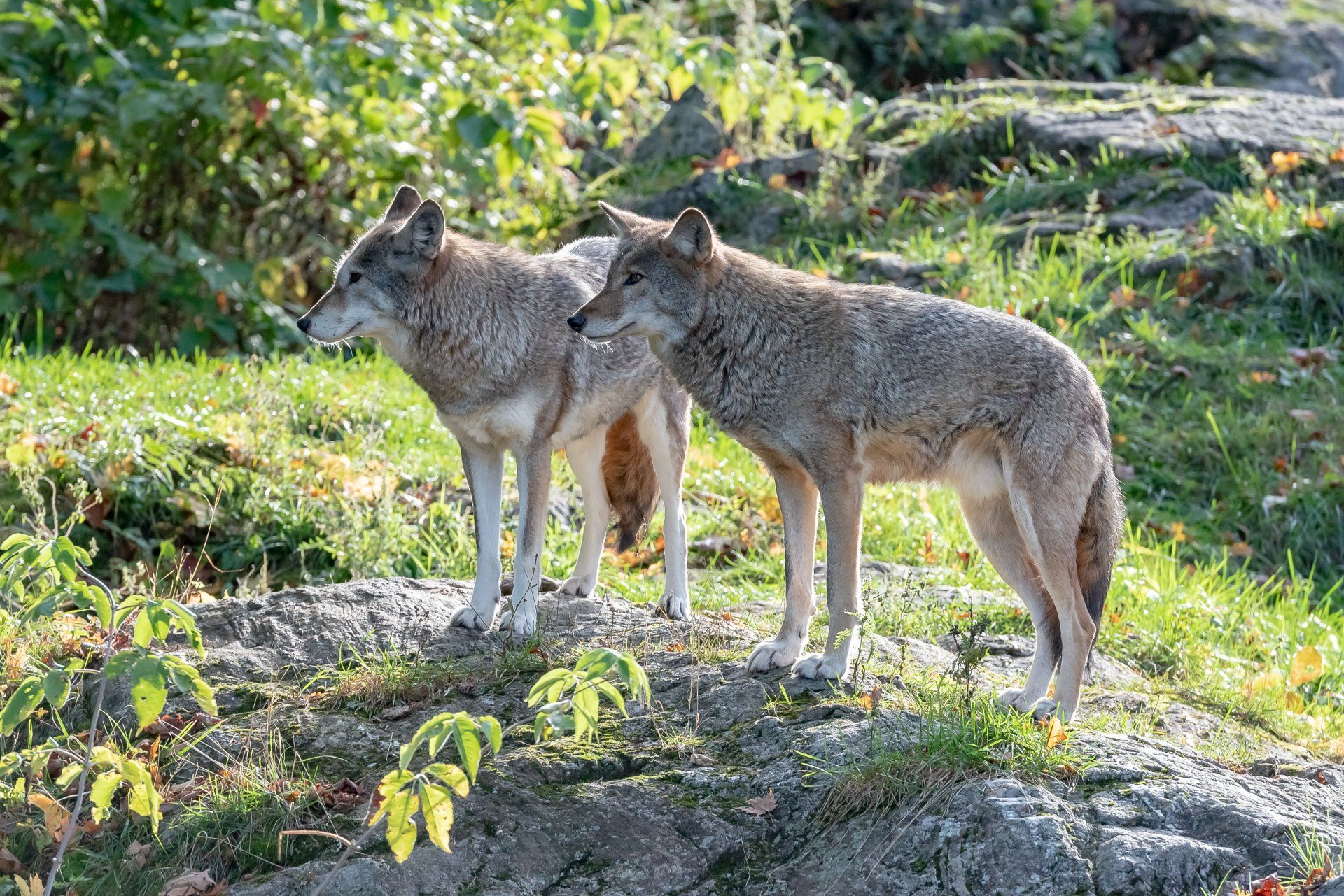 Women Who Run With The Wolves by Clarissa Pinkola Estés