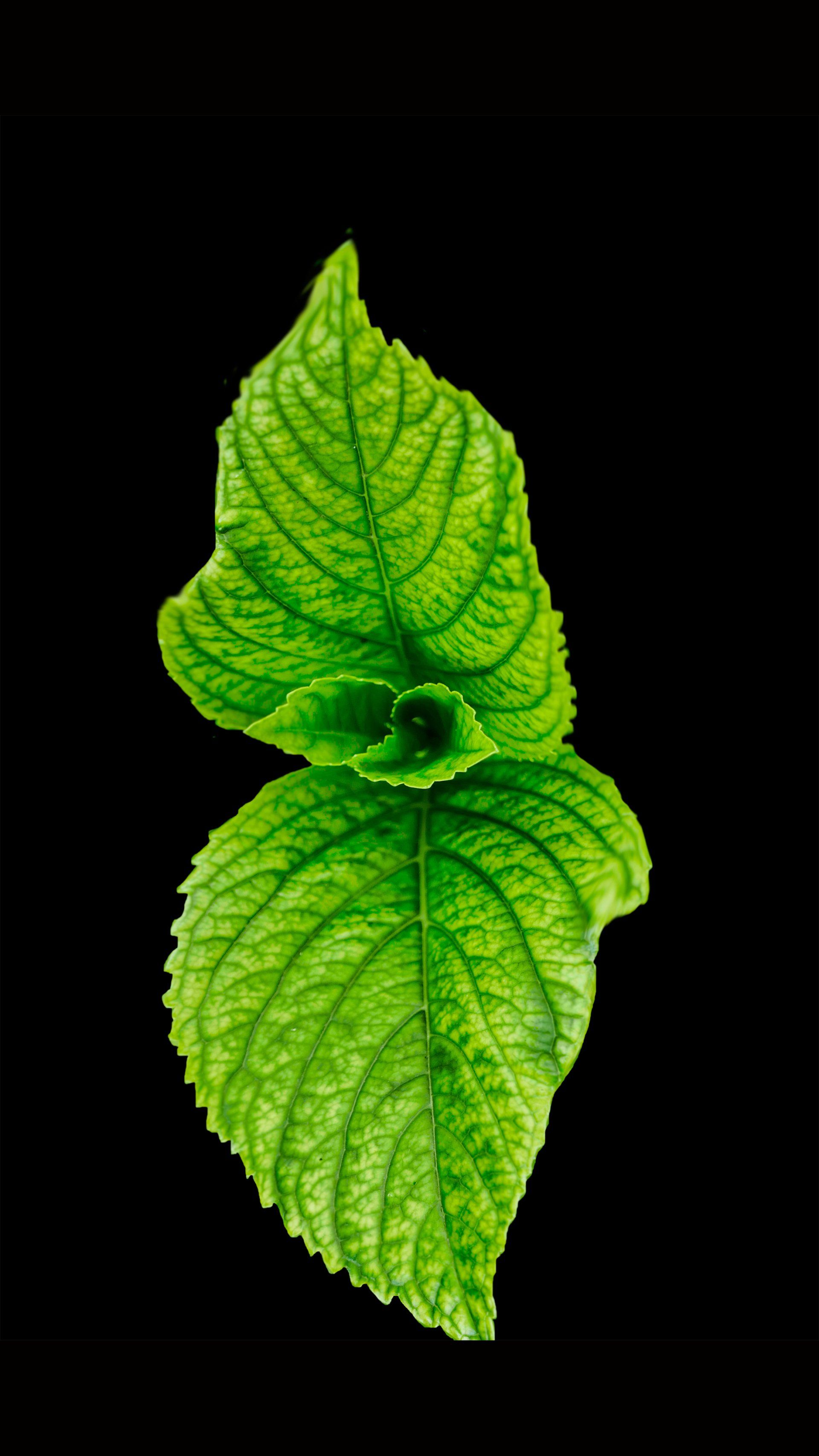 Two bright green leaves on a black background, one overlapping the other.