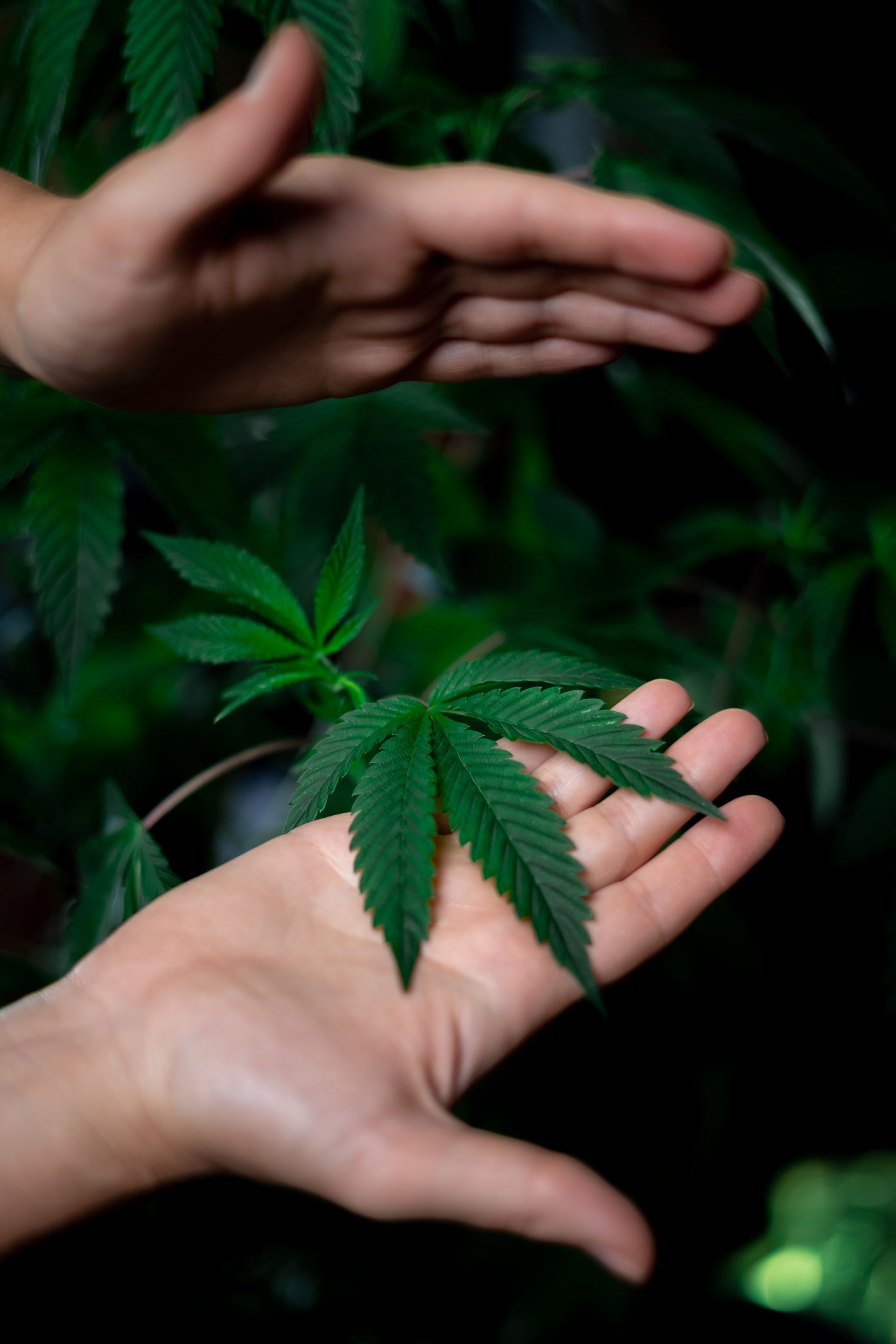 a man holding a hemp leaf