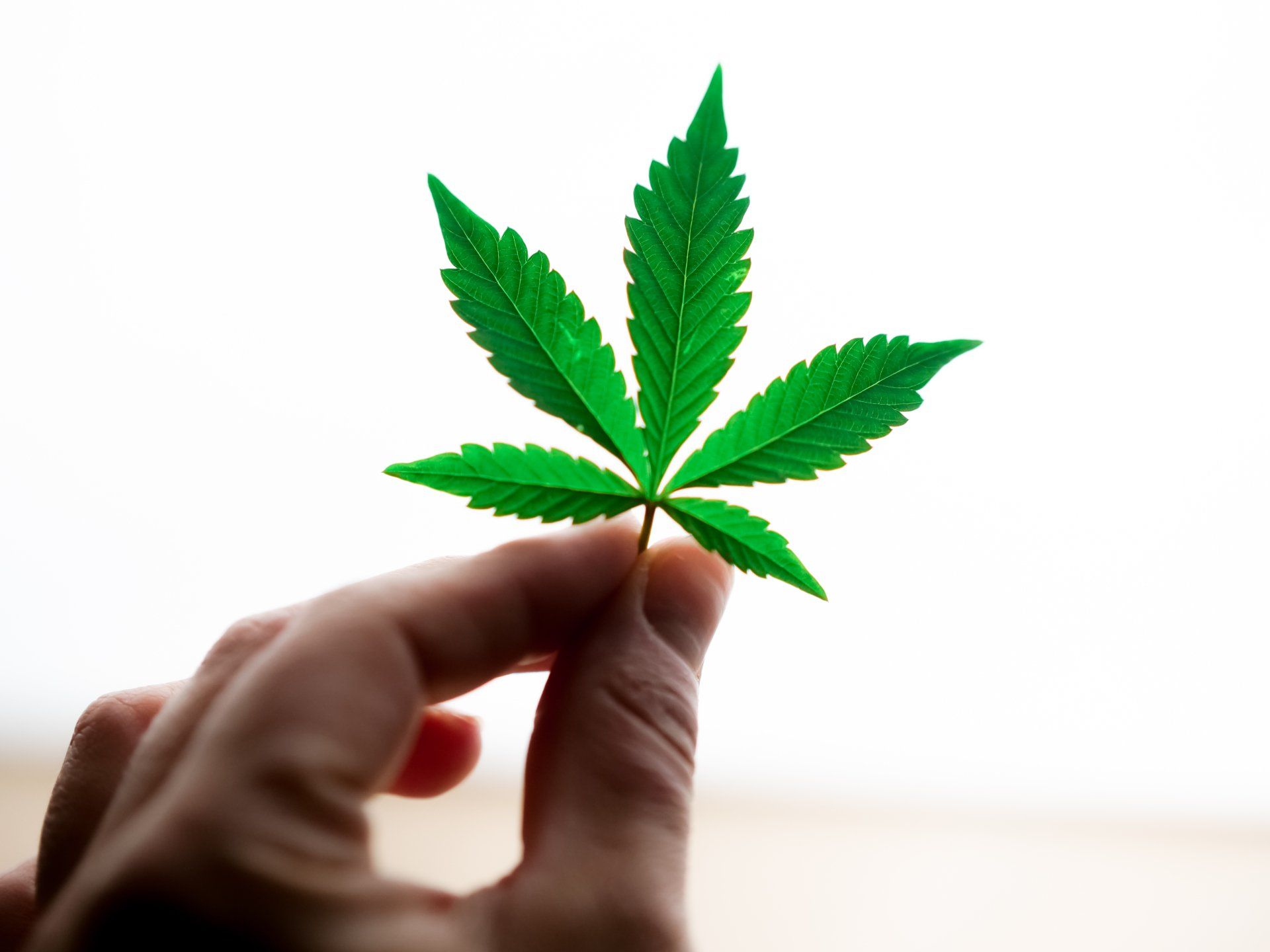 Cannabis leaf held by a person