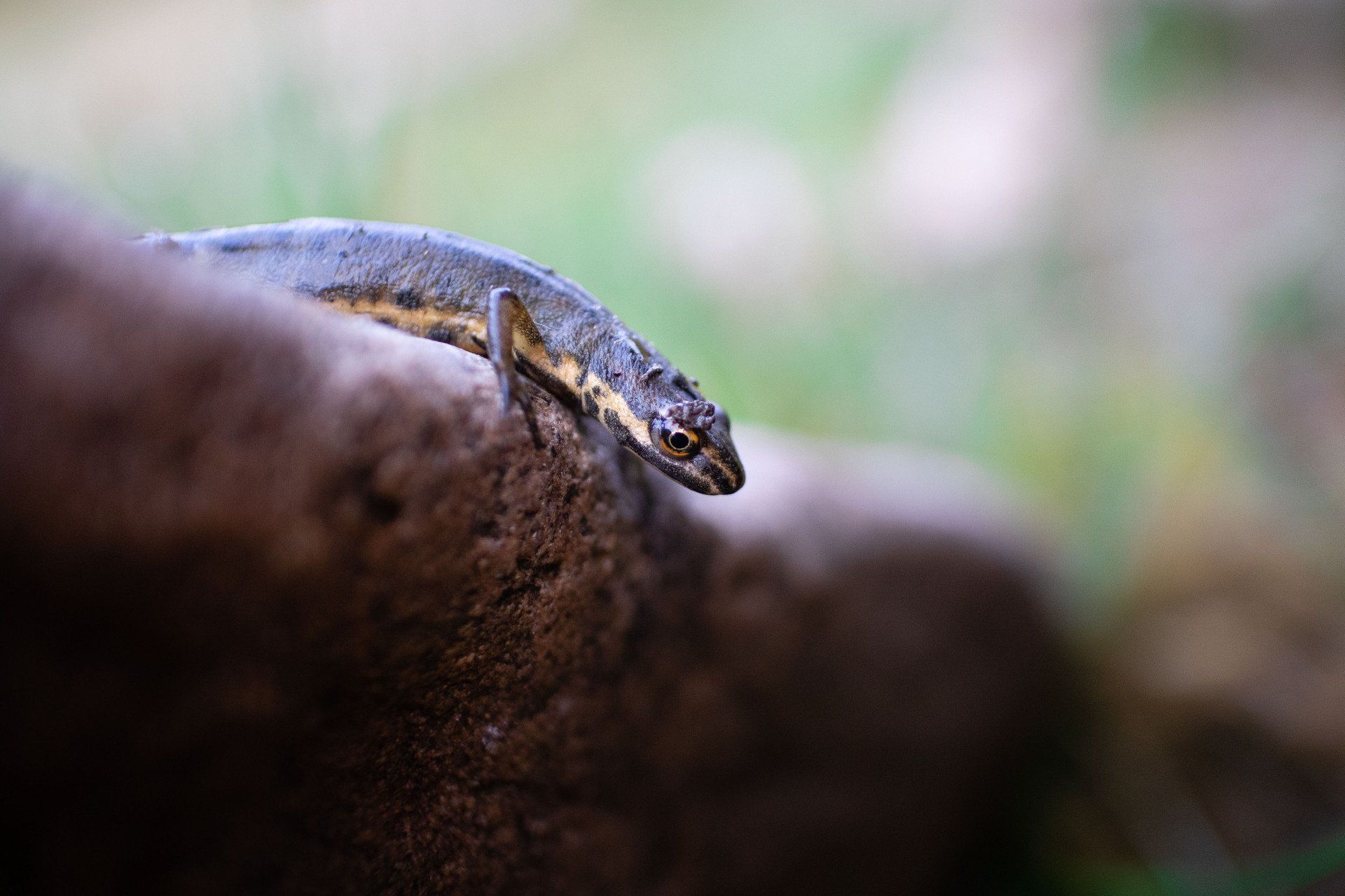 Salamandre Salamandre