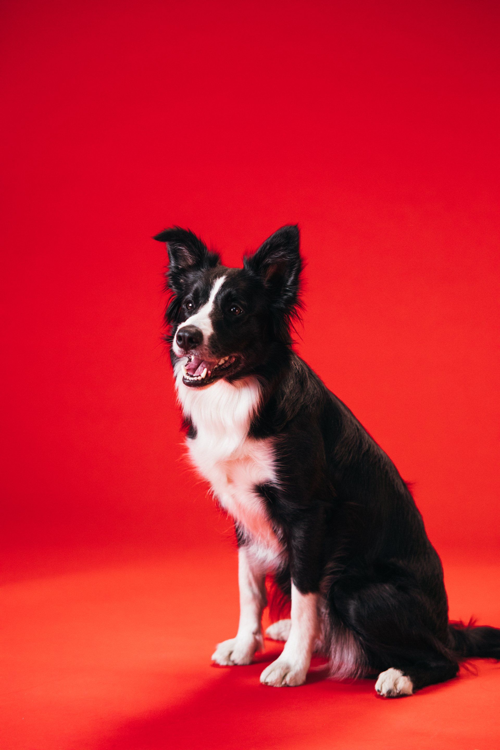 canine hydrotherapy, dog hydrotherapy, canine bodywork, dog massage, canine massage