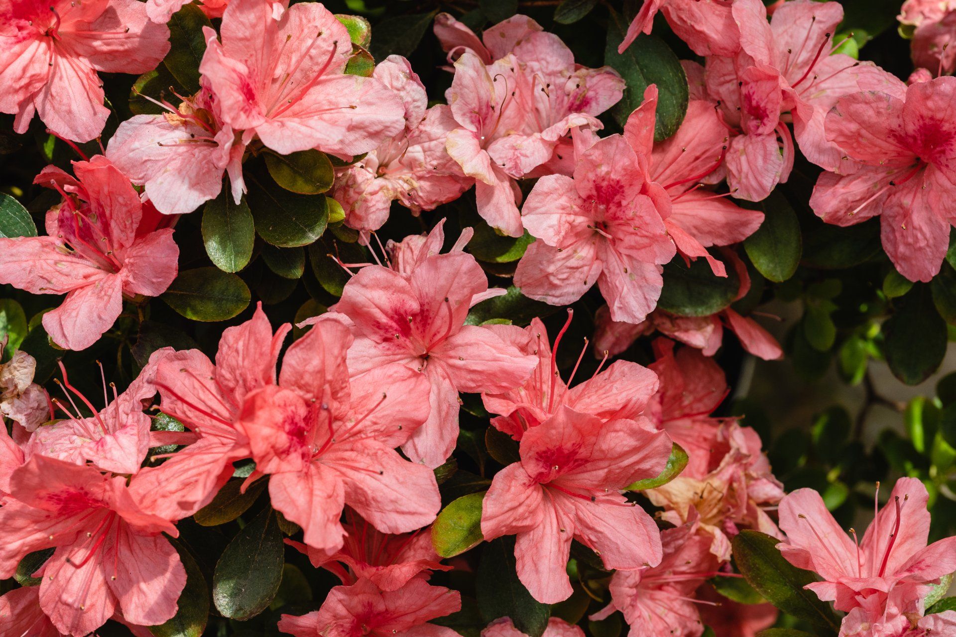 pink azalea flowers