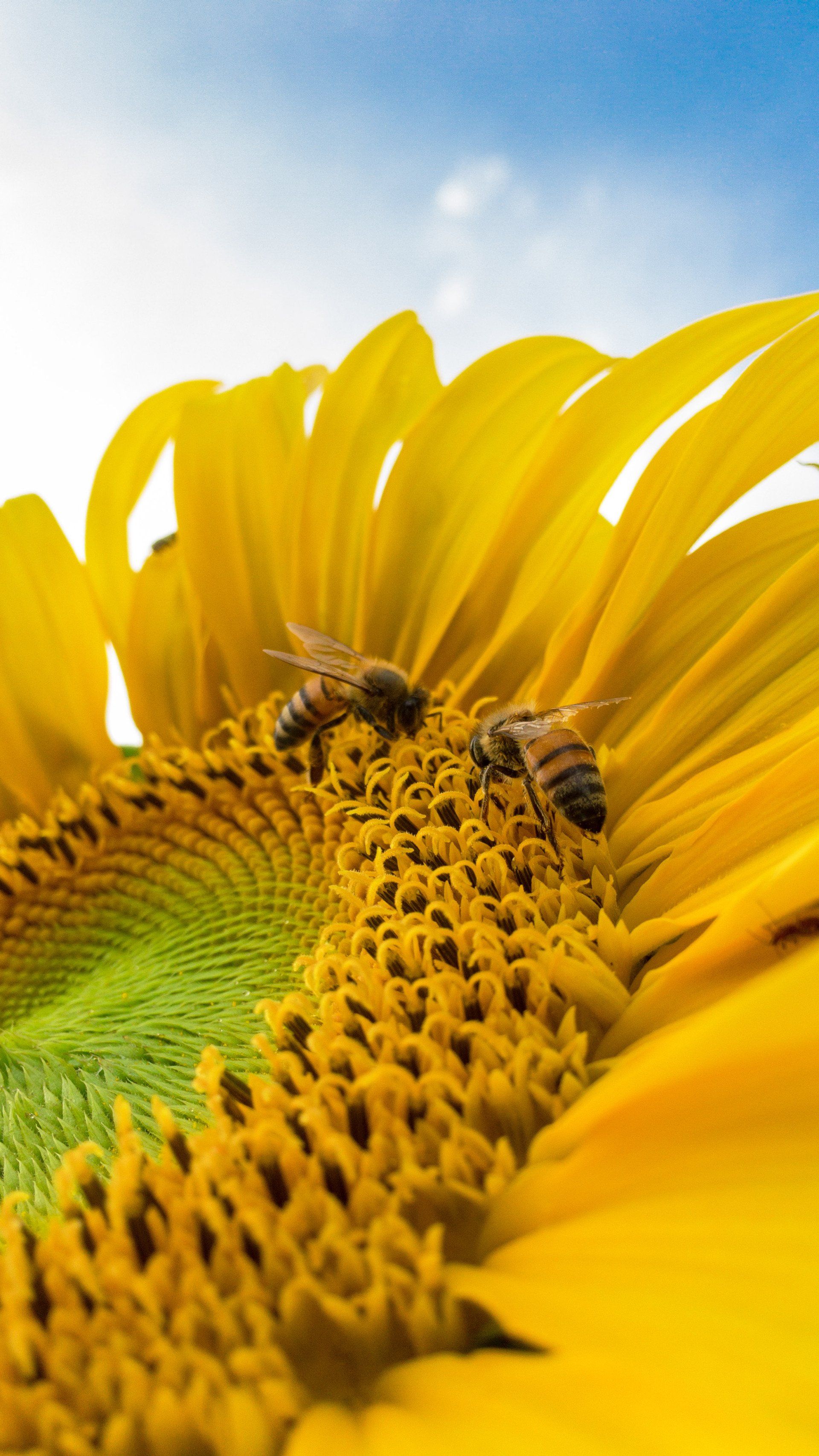 Honeybees on a flower
