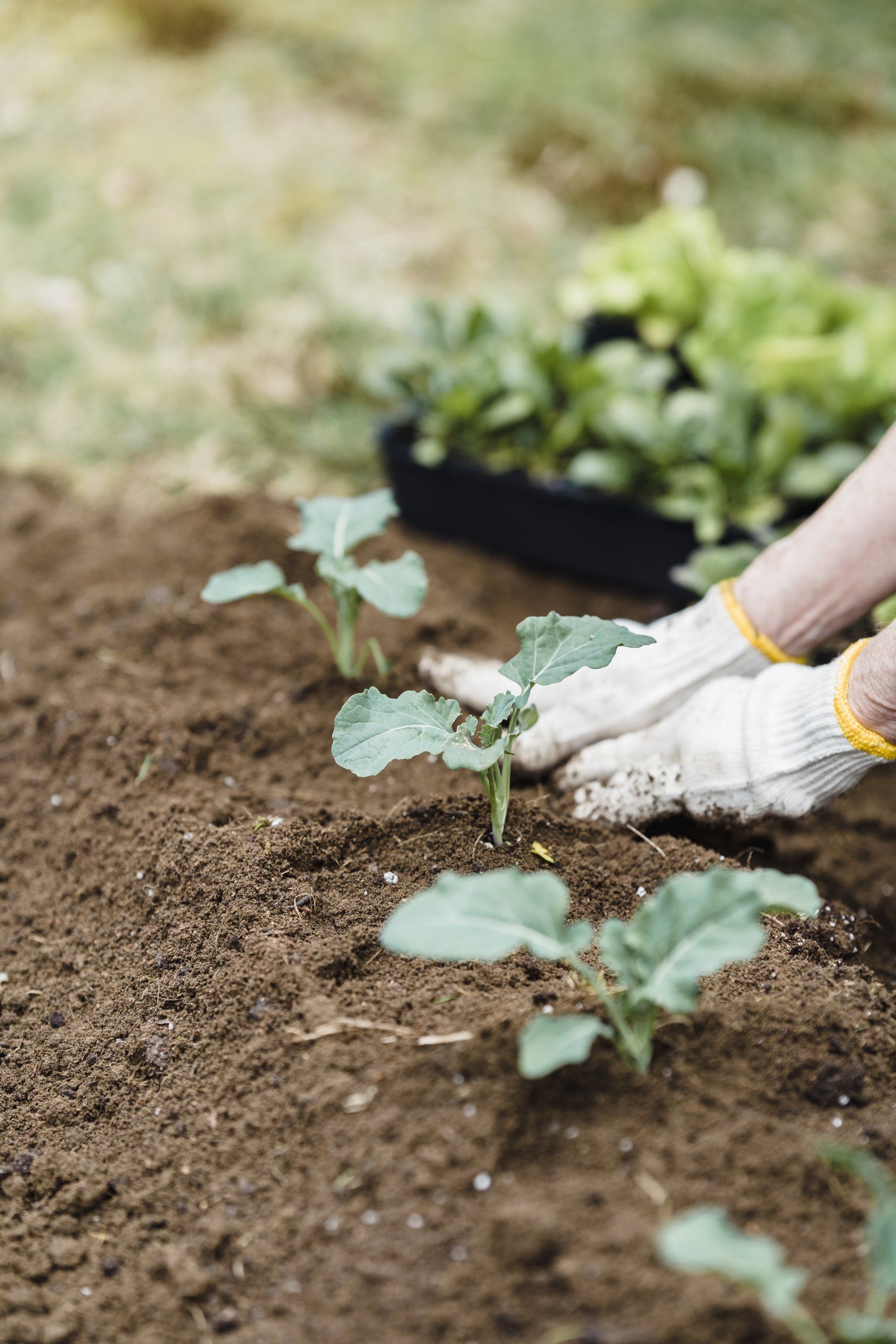 A person is planting a plant in the dirt in a garden.