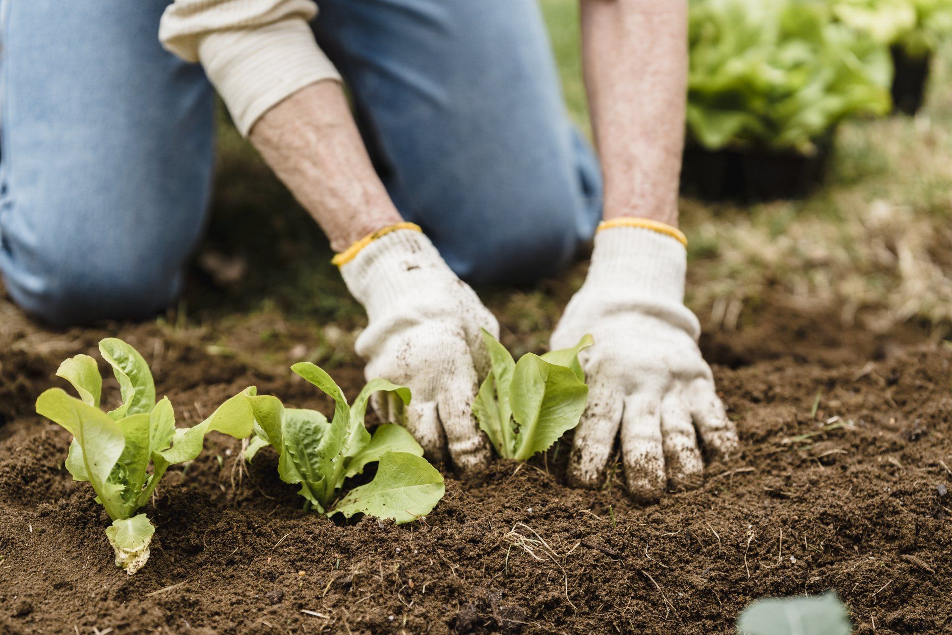 A person is kneeling down in the dirt planting lettuce in a garden.