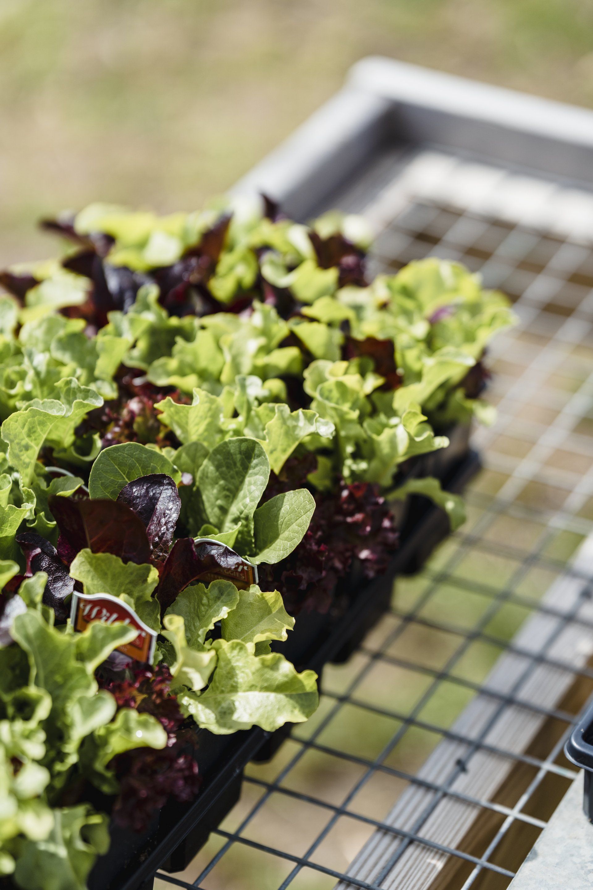 pousses salades essonne