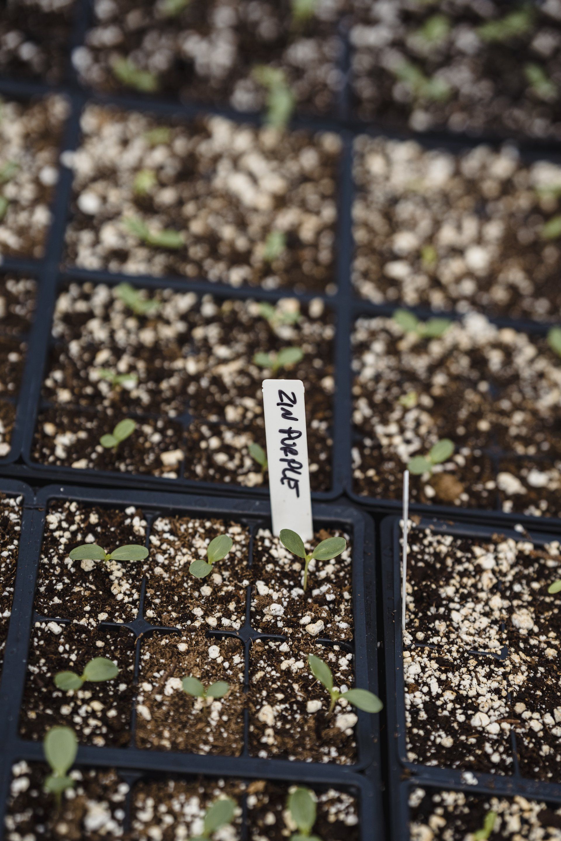dirt, seeds, small sprouts