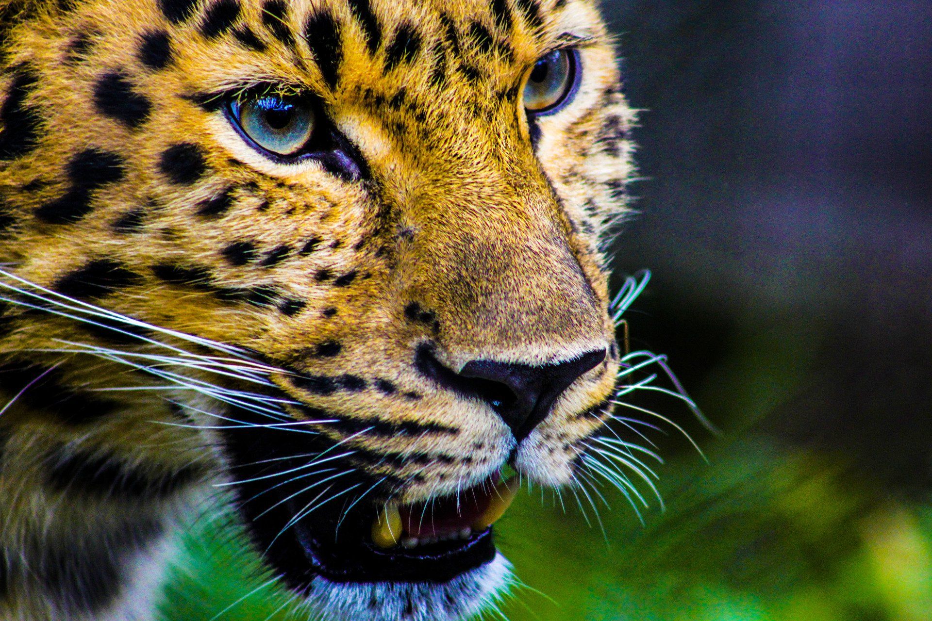 Um close do rosto de um leopardo com a boca aberta.