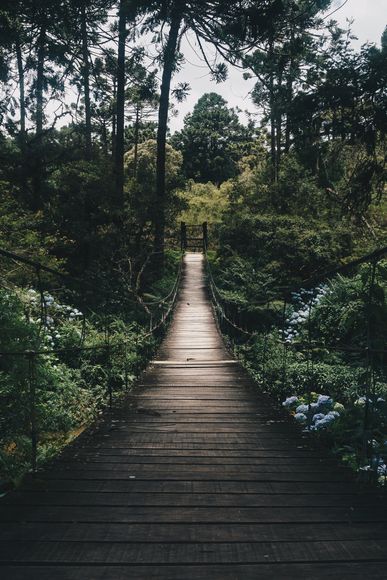 Forêt