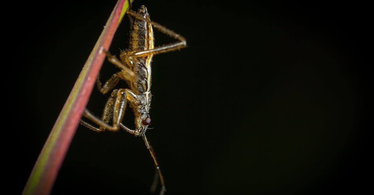 CRICKET EXTERMINATION