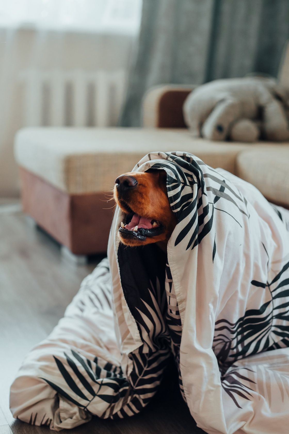 pet friendly - photo of dog