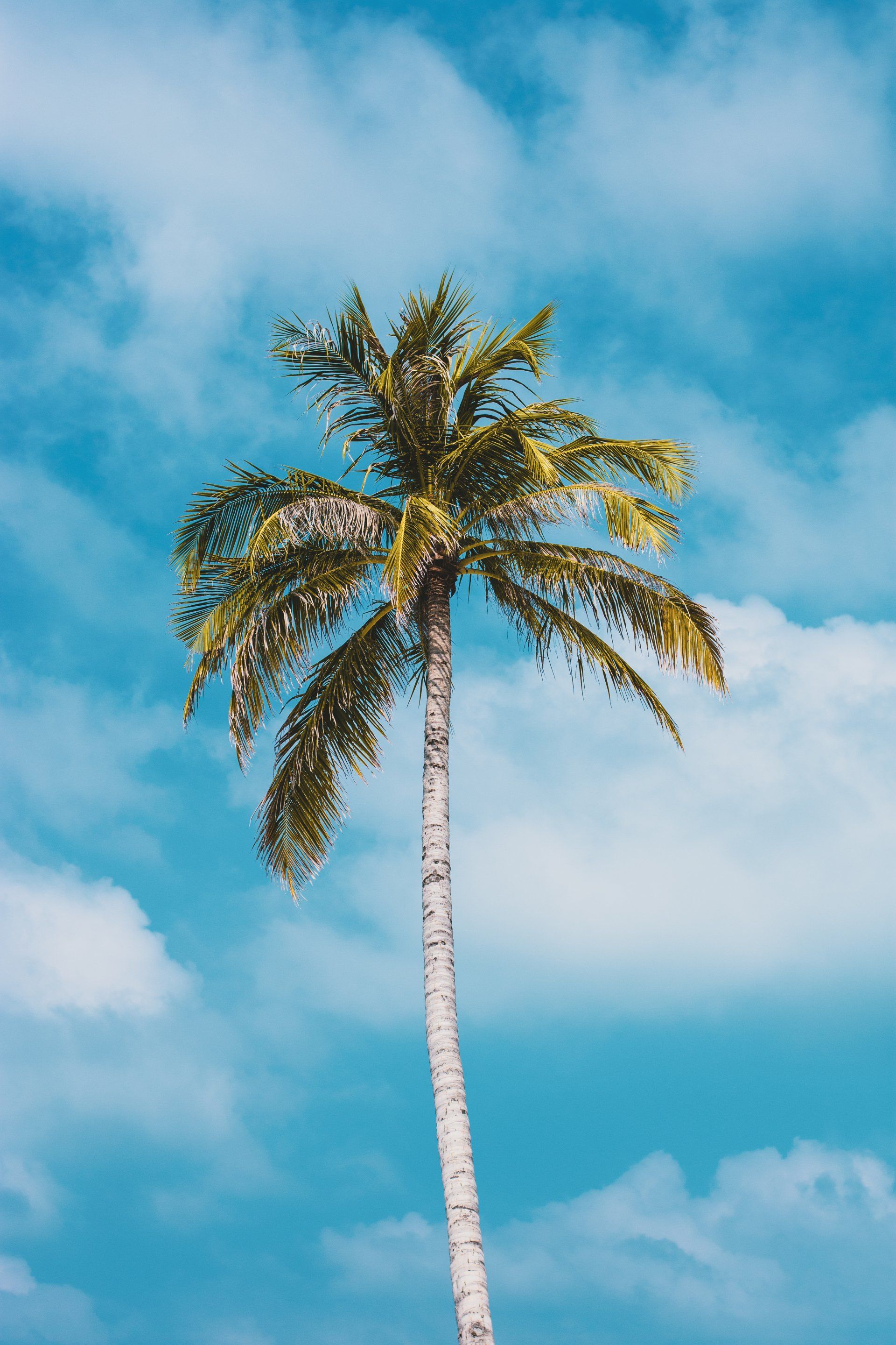 Specialised Tree Removal Tools operated by a Professional Arborist to Remove a Palm in a Perth