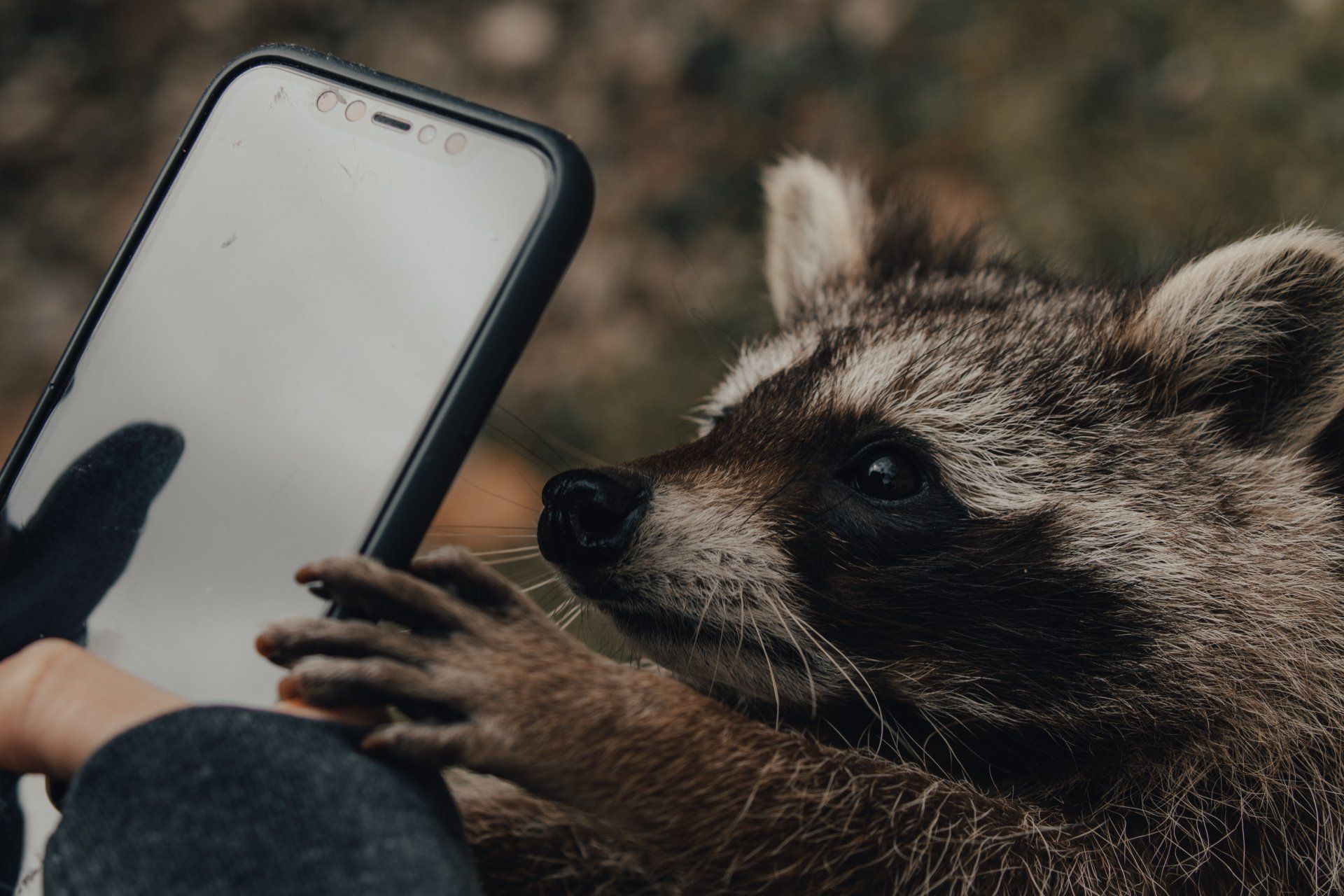 A raccoon is taking a selfie with a cell phone.