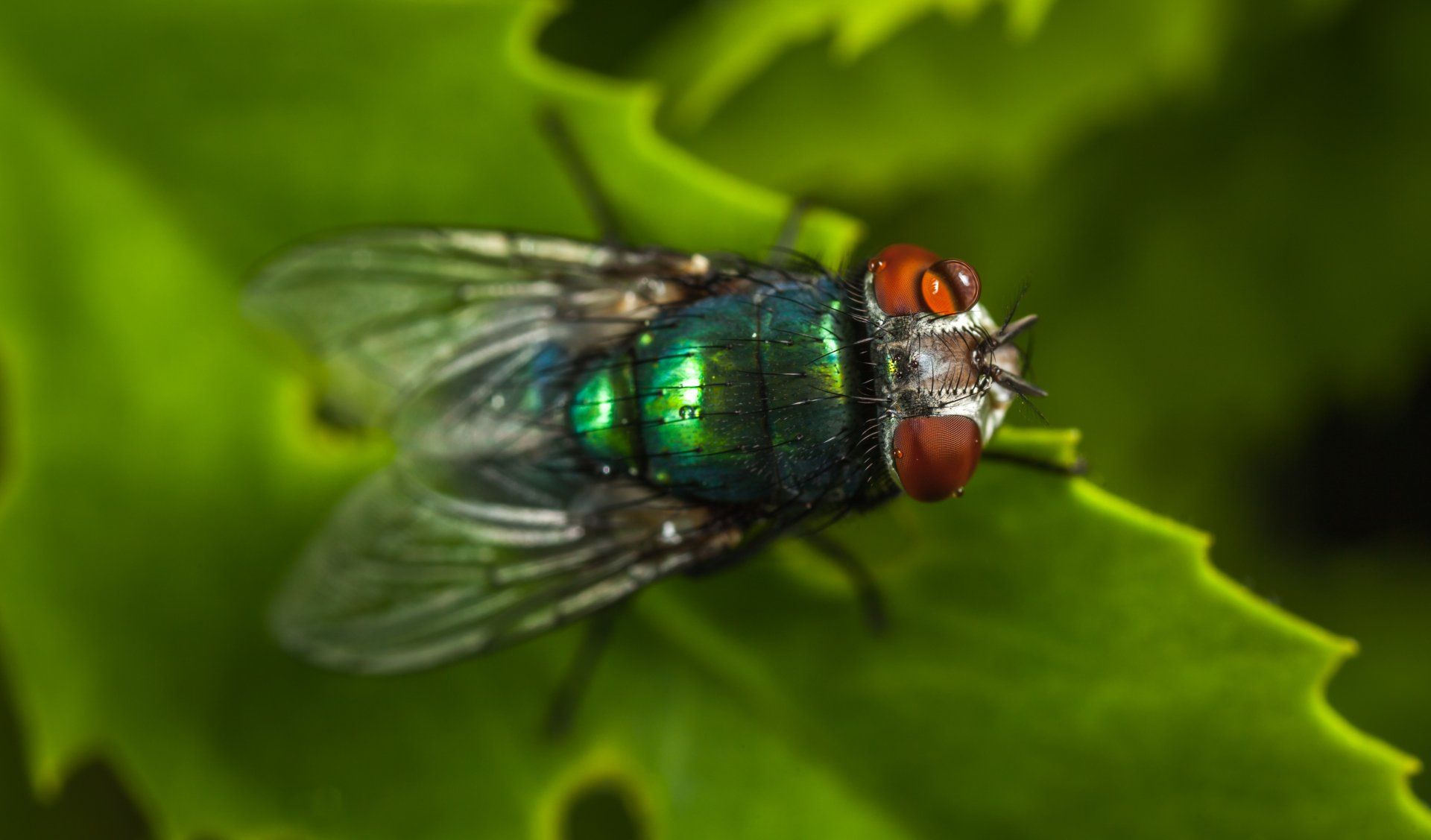 an insect
