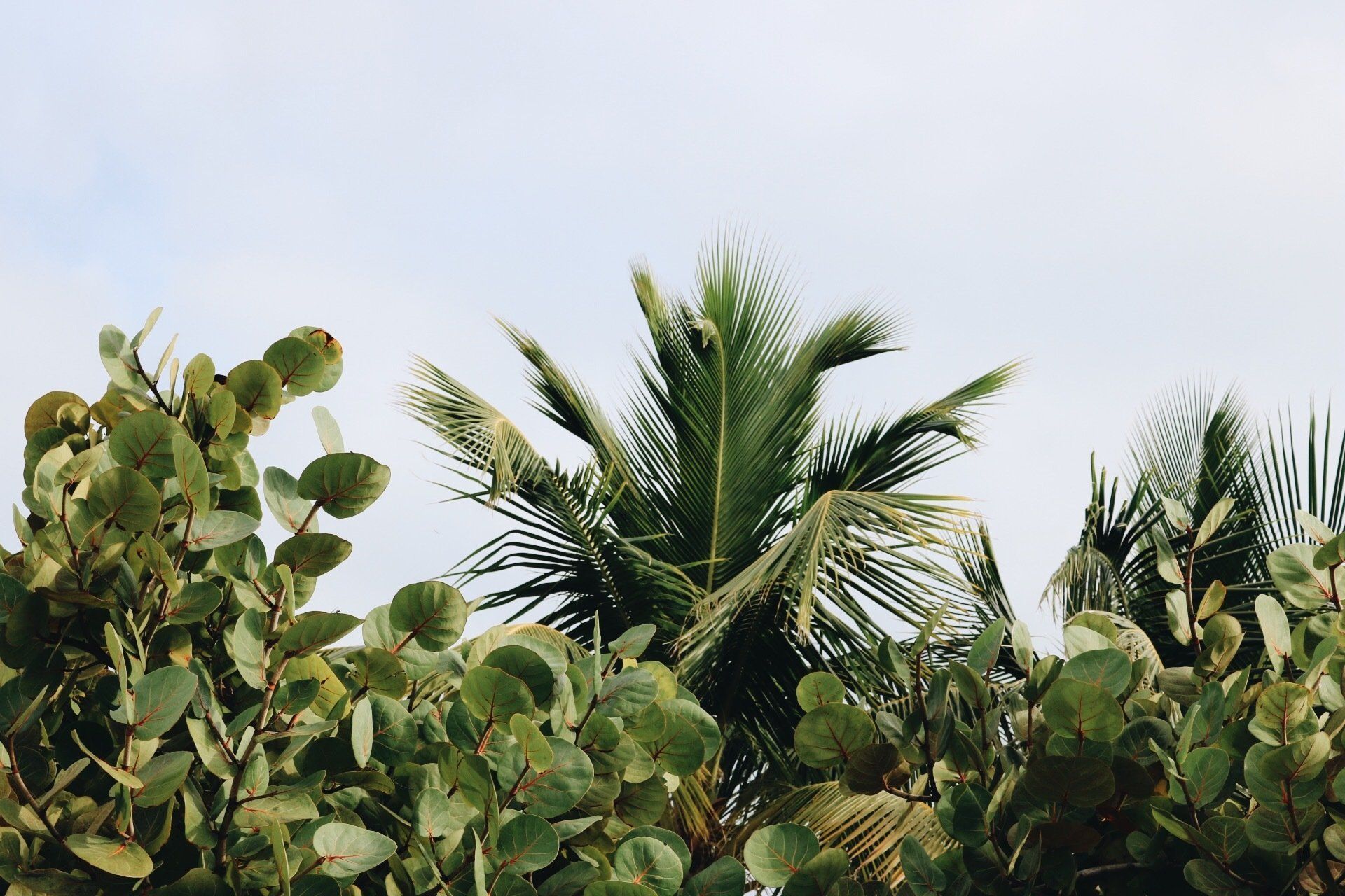 A group of palm trees surrounded by cactus plants against a cloudy sky.
