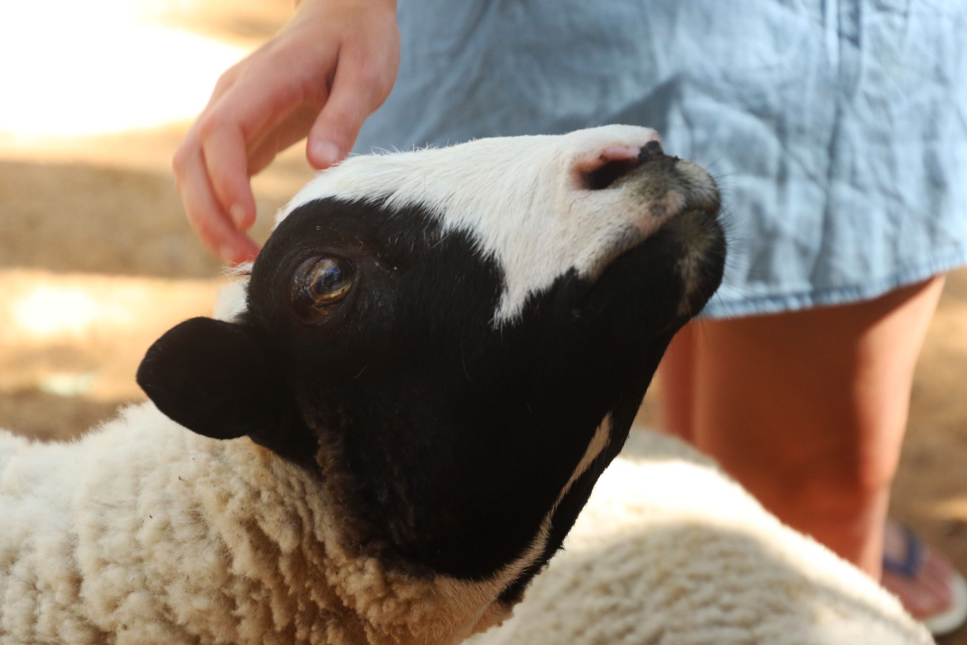 Person petting a black and white lamb.