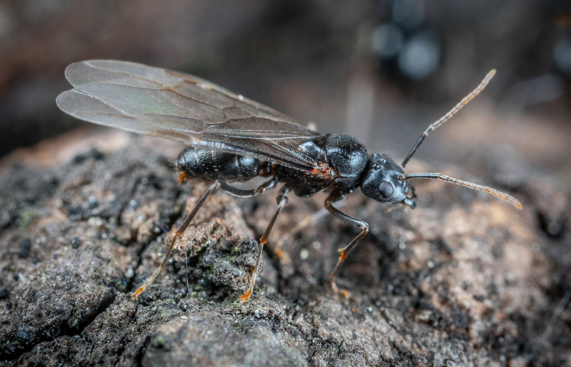 Flying Ant Control in Laredo, TX