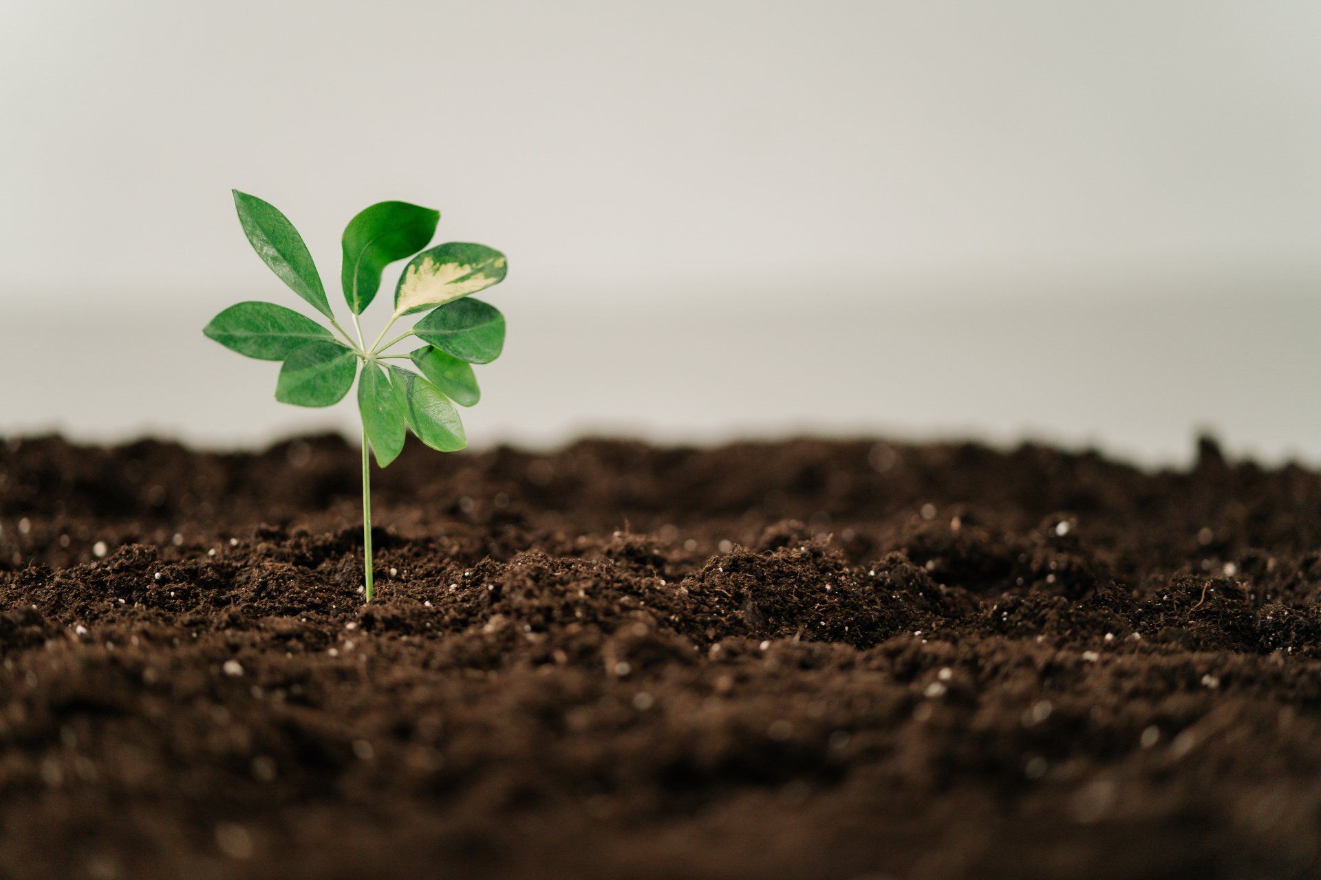 plant a tree scheme, forest of the future, domestic and commercial clearances