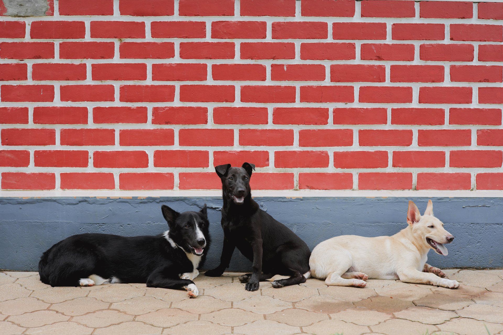 Three dogs lounging on a patio before a red brick wall, including black and white, black, and white dogs.