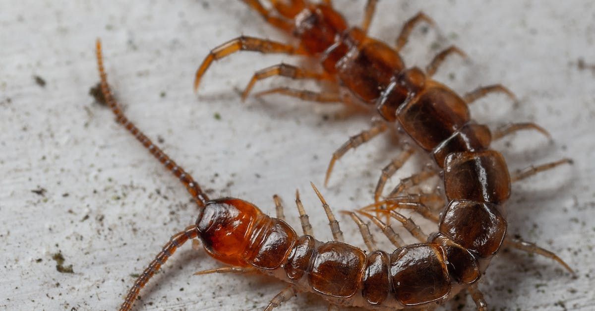 Centipede Removal | Chesterfield MO | Buckingham Pest Control