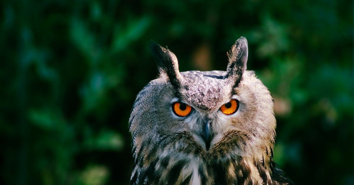 Great Horned Owl