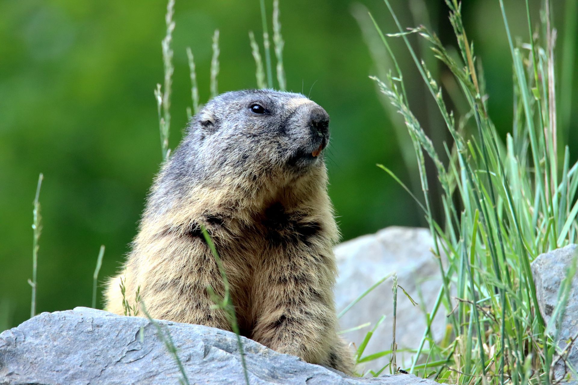 A groundhog sits on rocks, looking up, with green grass and background.