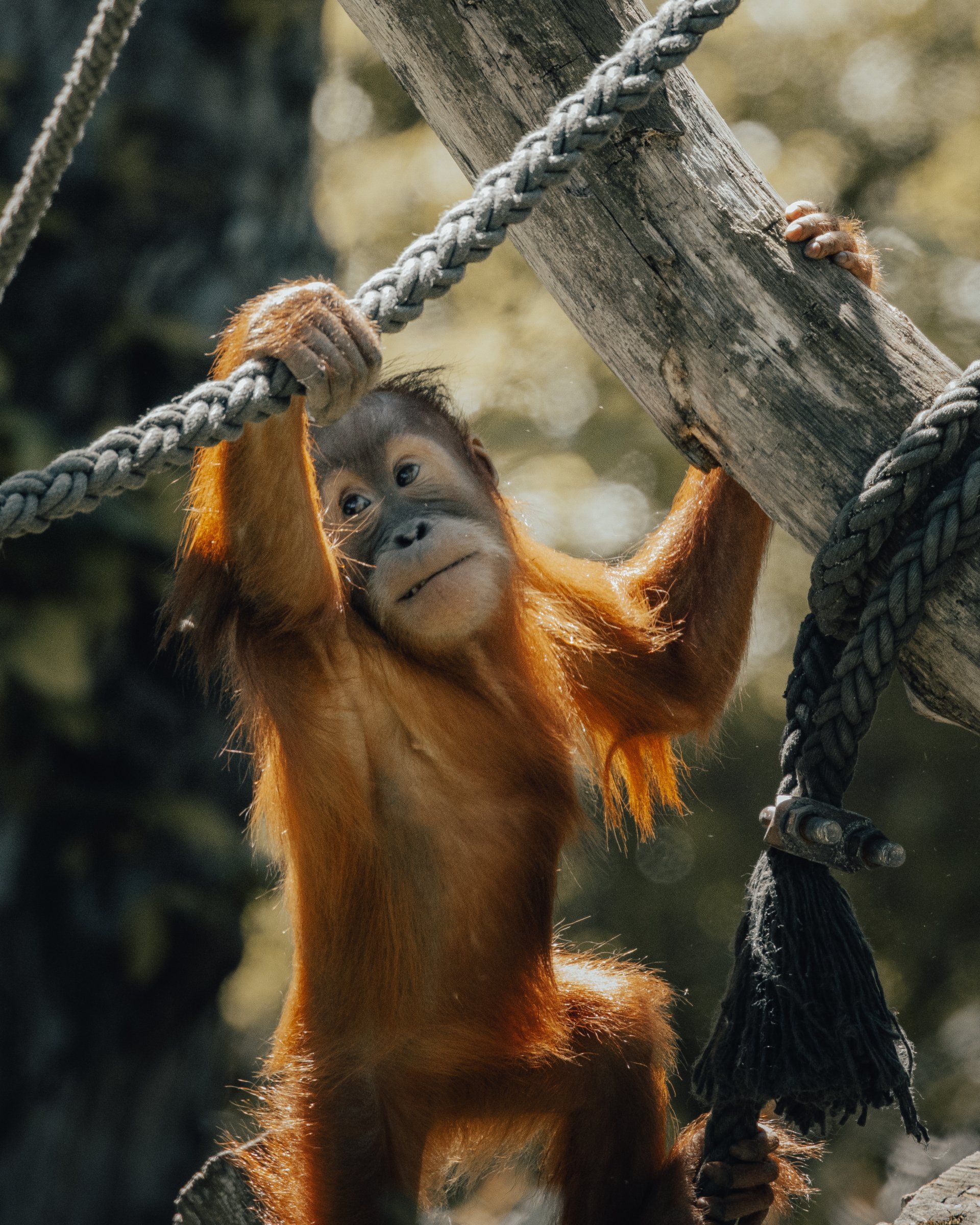A baby orangutan is hanging from a rope in a tree.