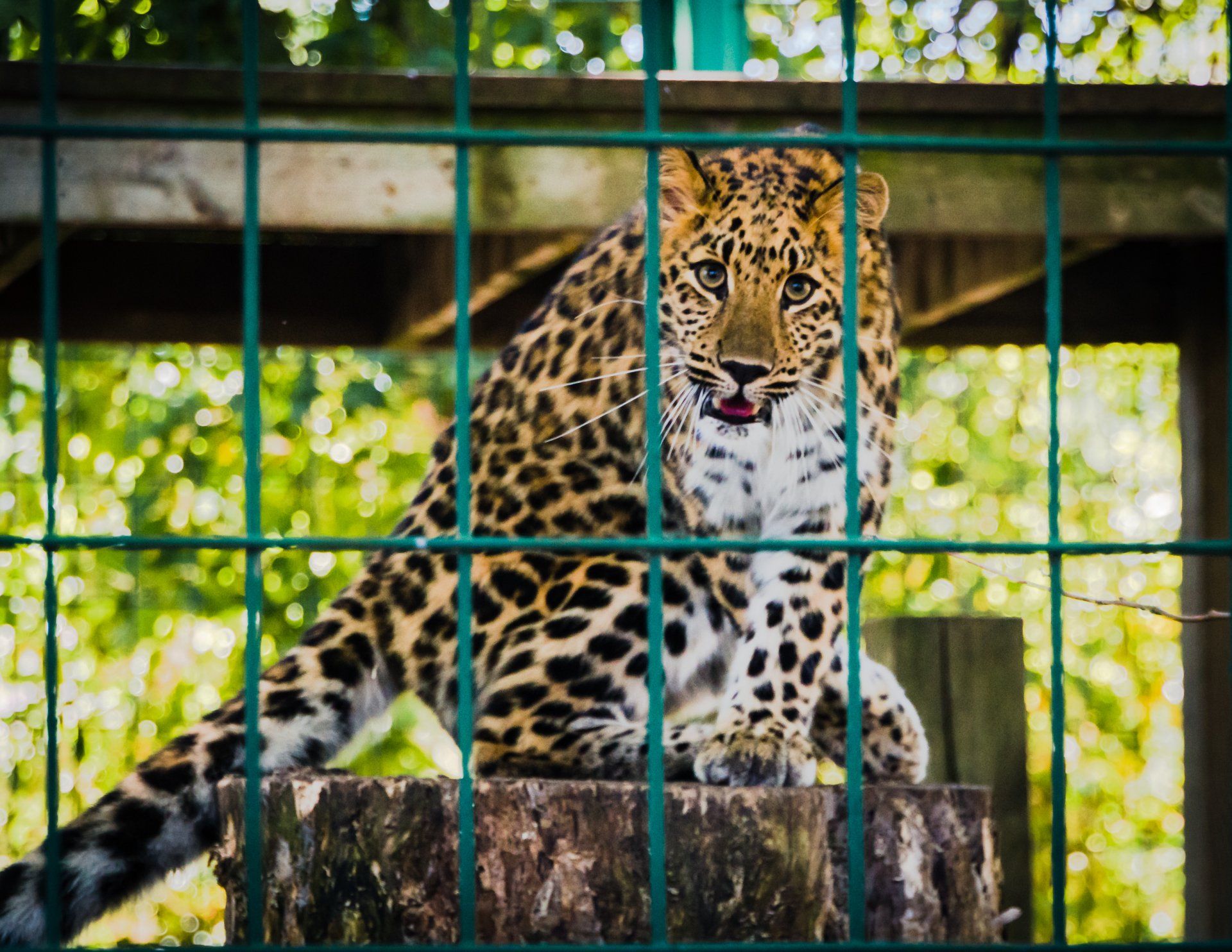 Leopard with spotted coat sits on a tree stump behind green bars, looking forward.