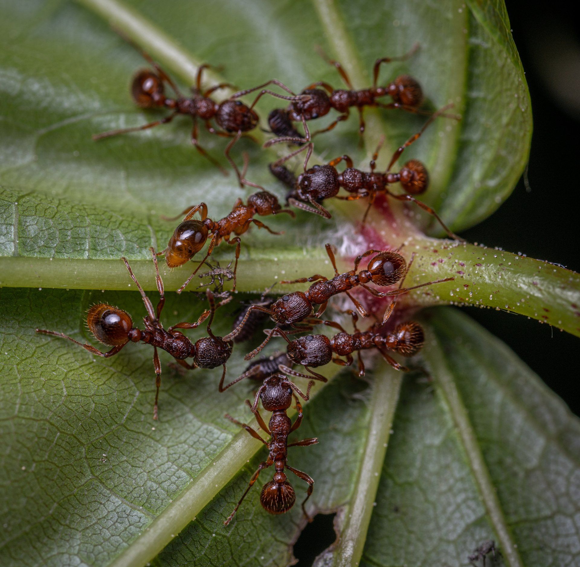 A group of ants are sitting on top of a green leaf.