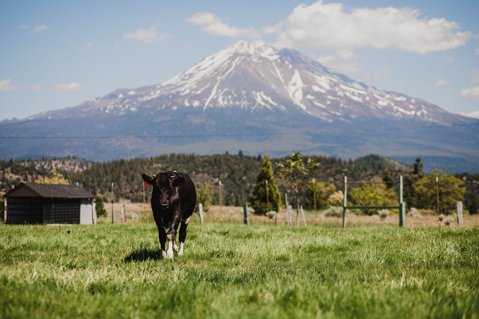 Black cow grazing in green pasture with snow-capped mountain in the background.