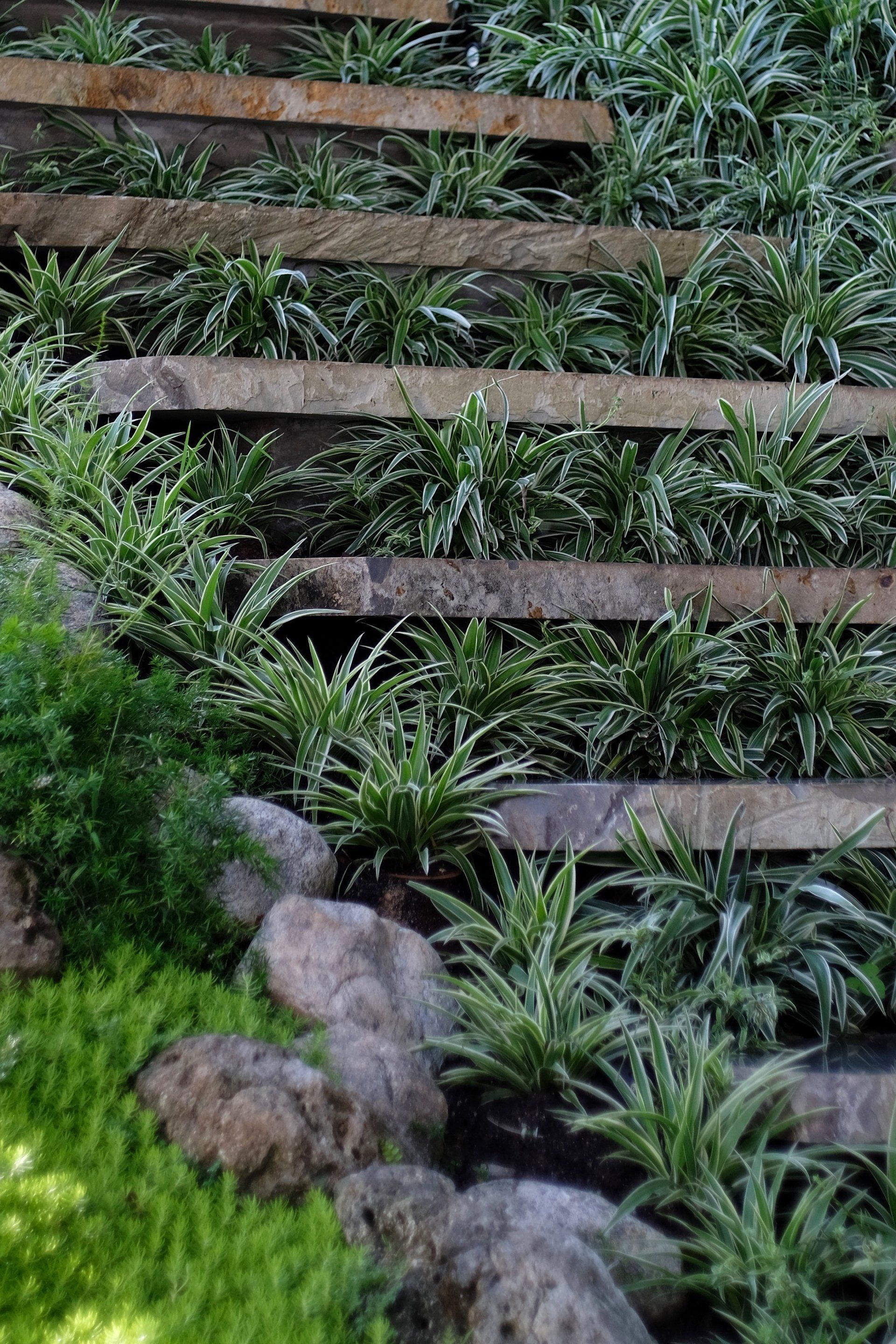 garden plants