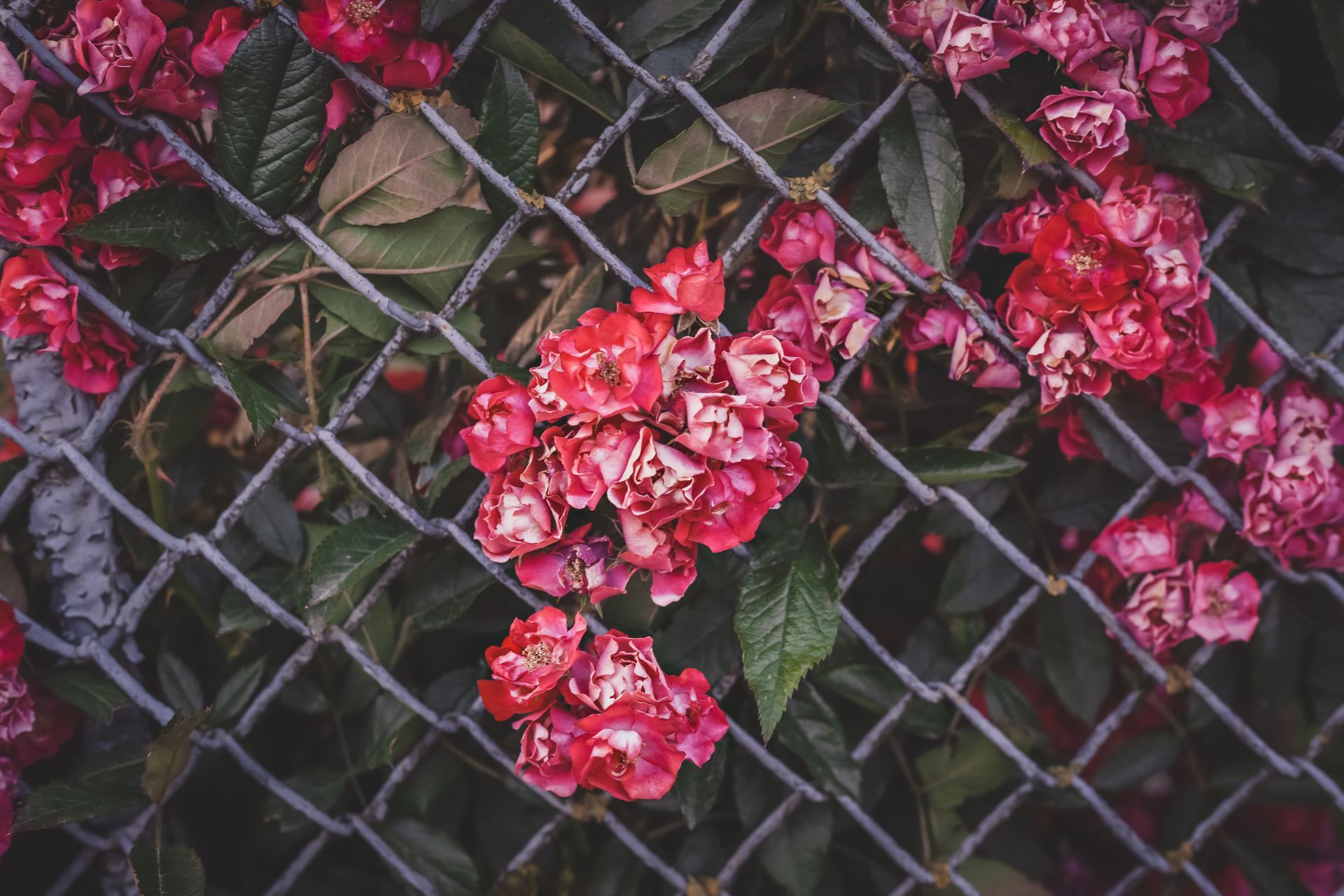Chainlink fence 
