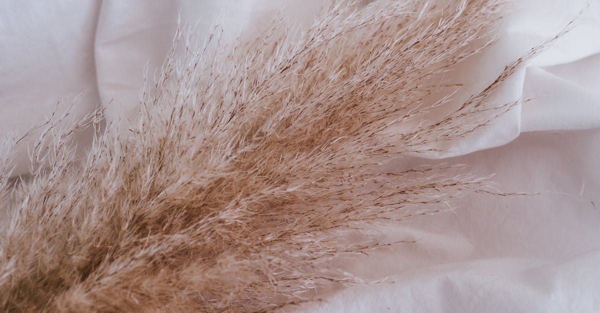 Dried pampas grass plume, light brown, against white, textured fabric.